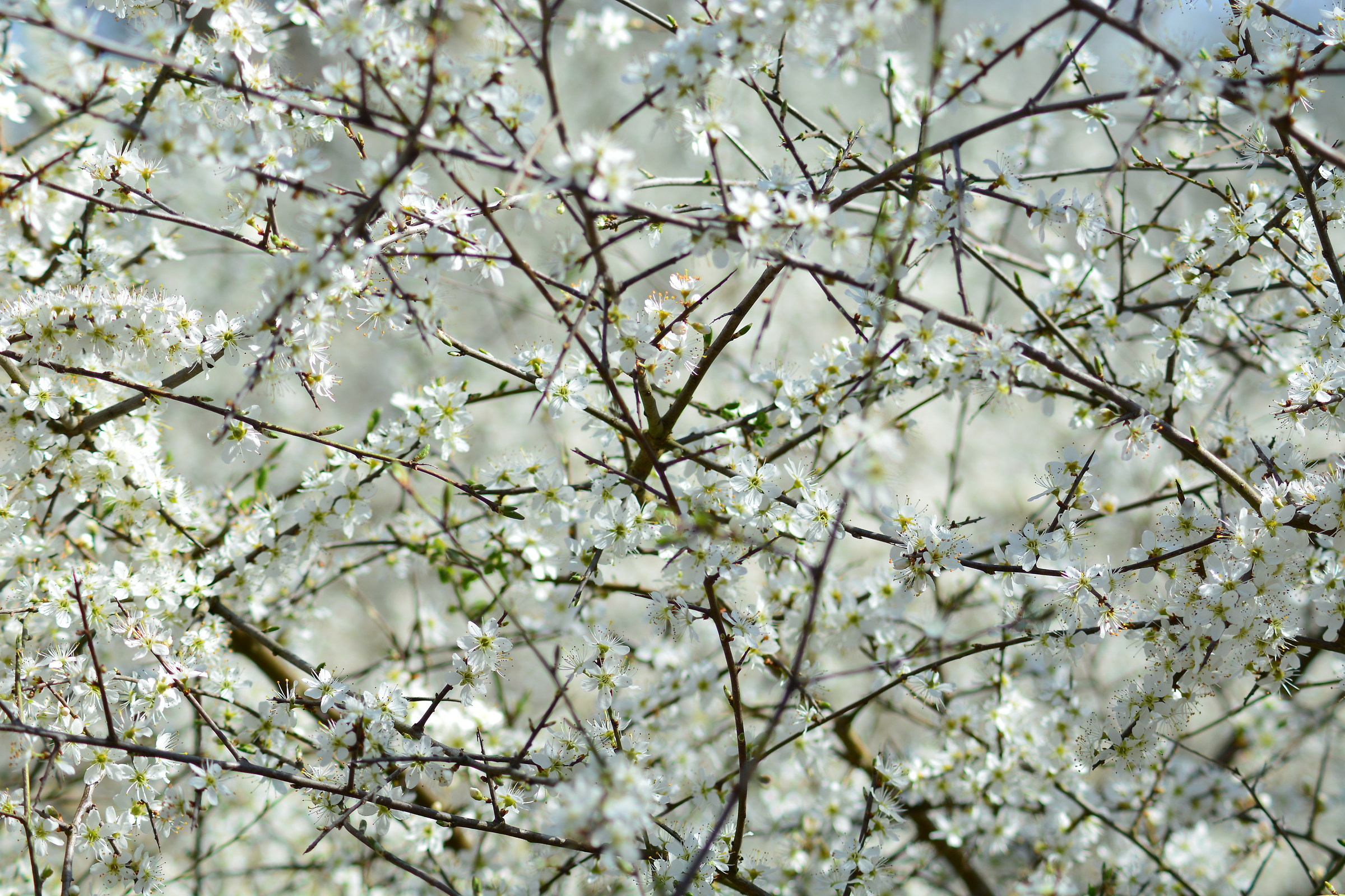 enchanted interweaving