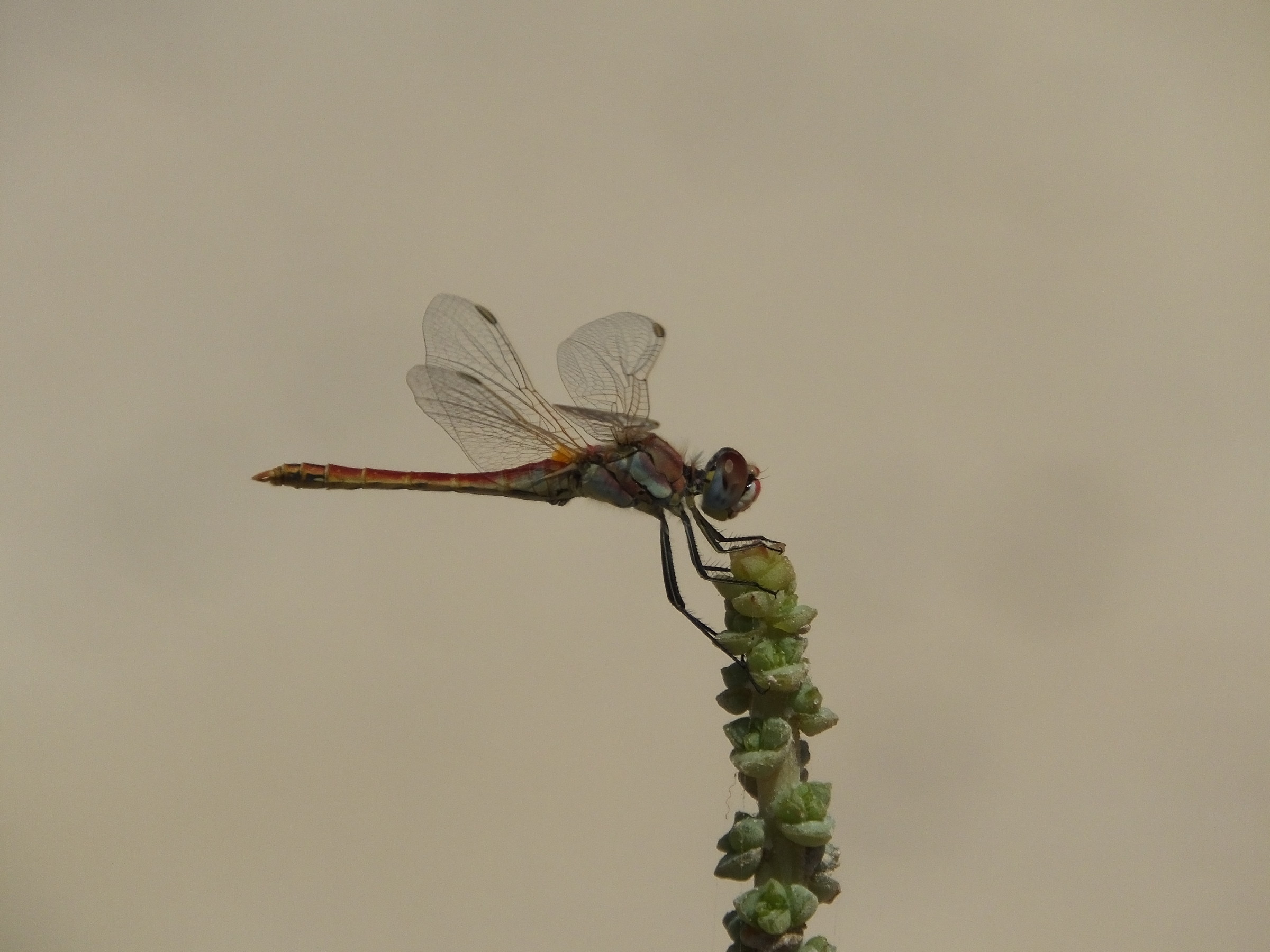 Libellula