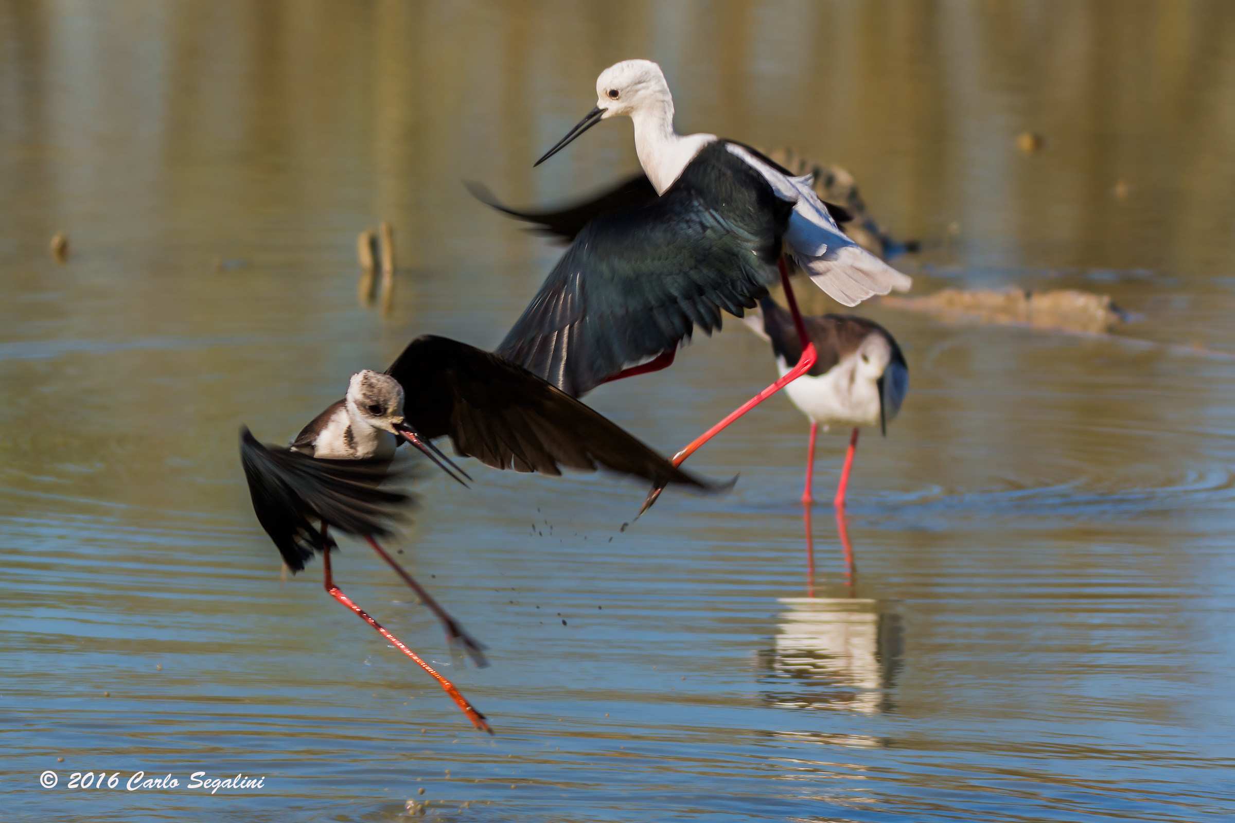 baruffa tra cavalieri