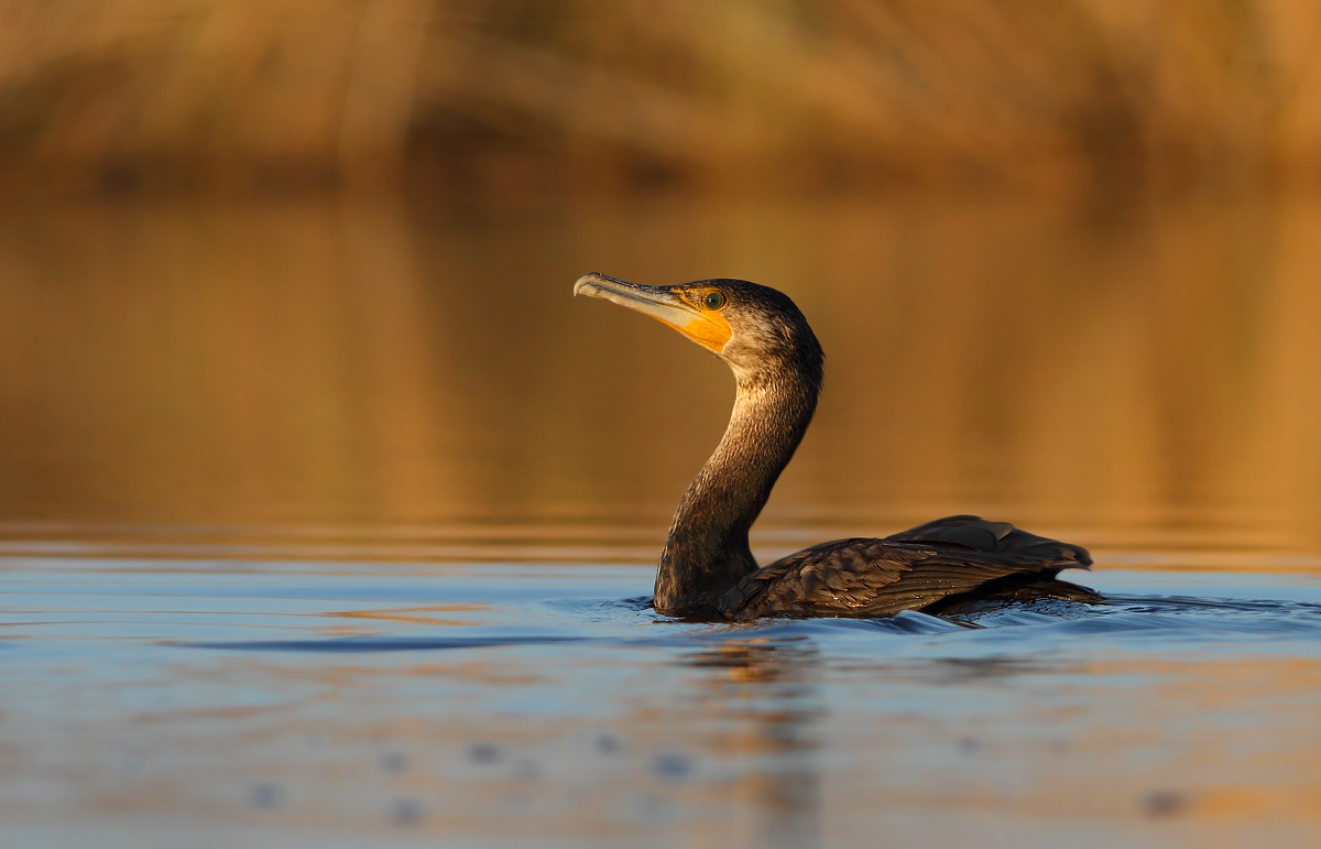 cormorant