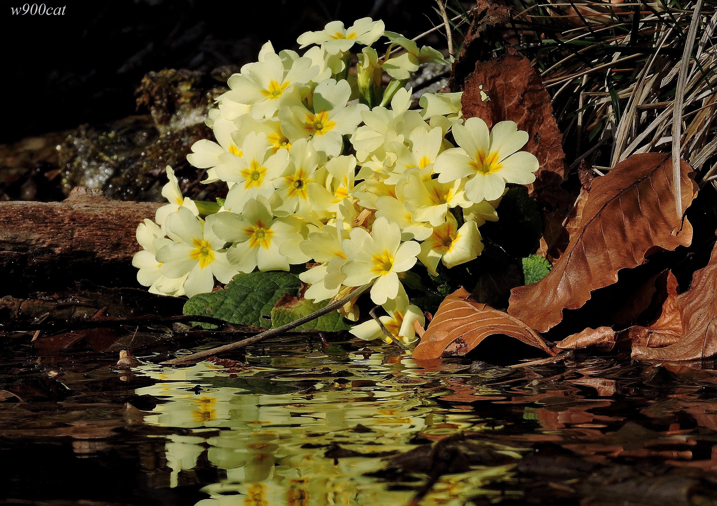 Primroses near the creek