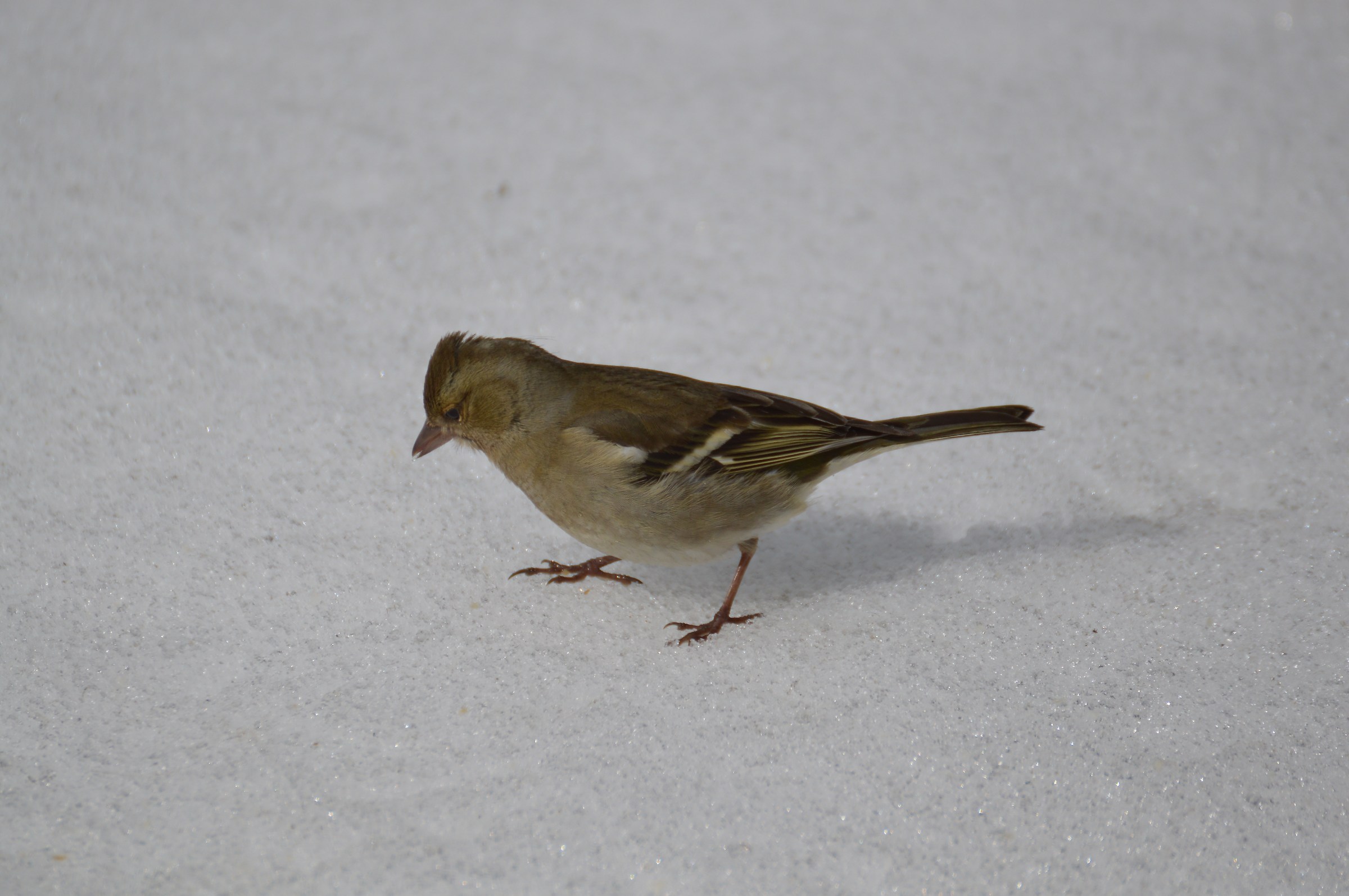 femmina fringuello 26 03 2016