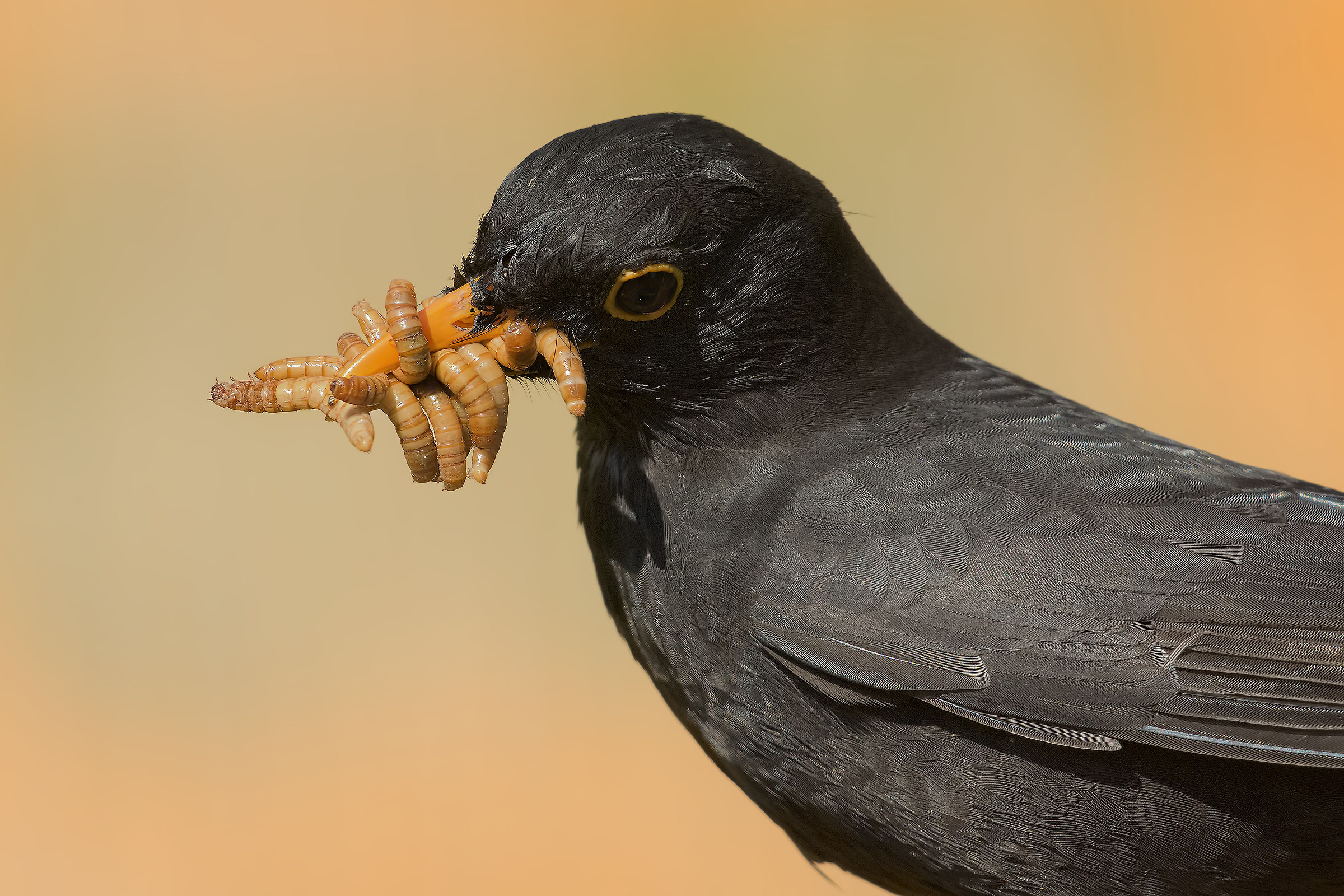 Boccone abbondante....