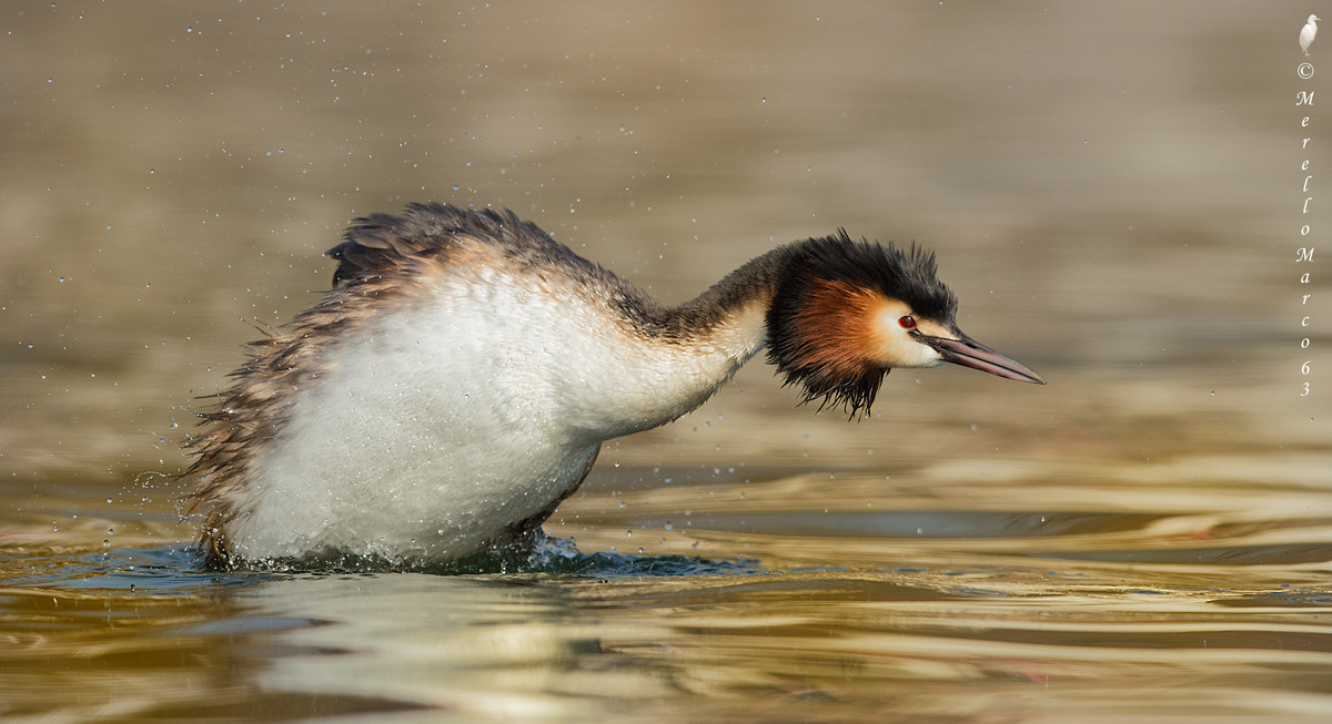 Grebe in Dip