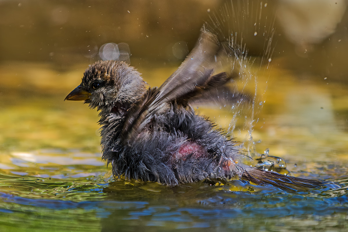 always in the water ..