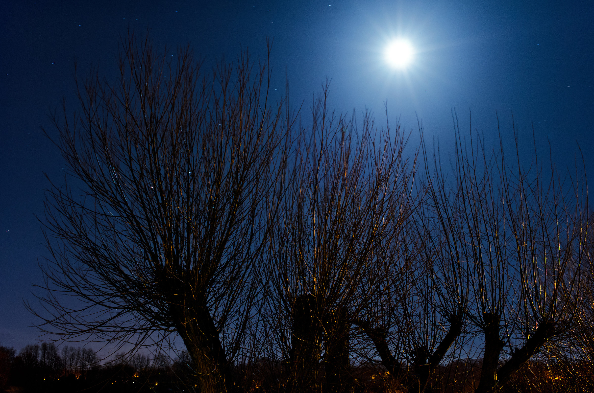 Moon over the Watermeadow Willows