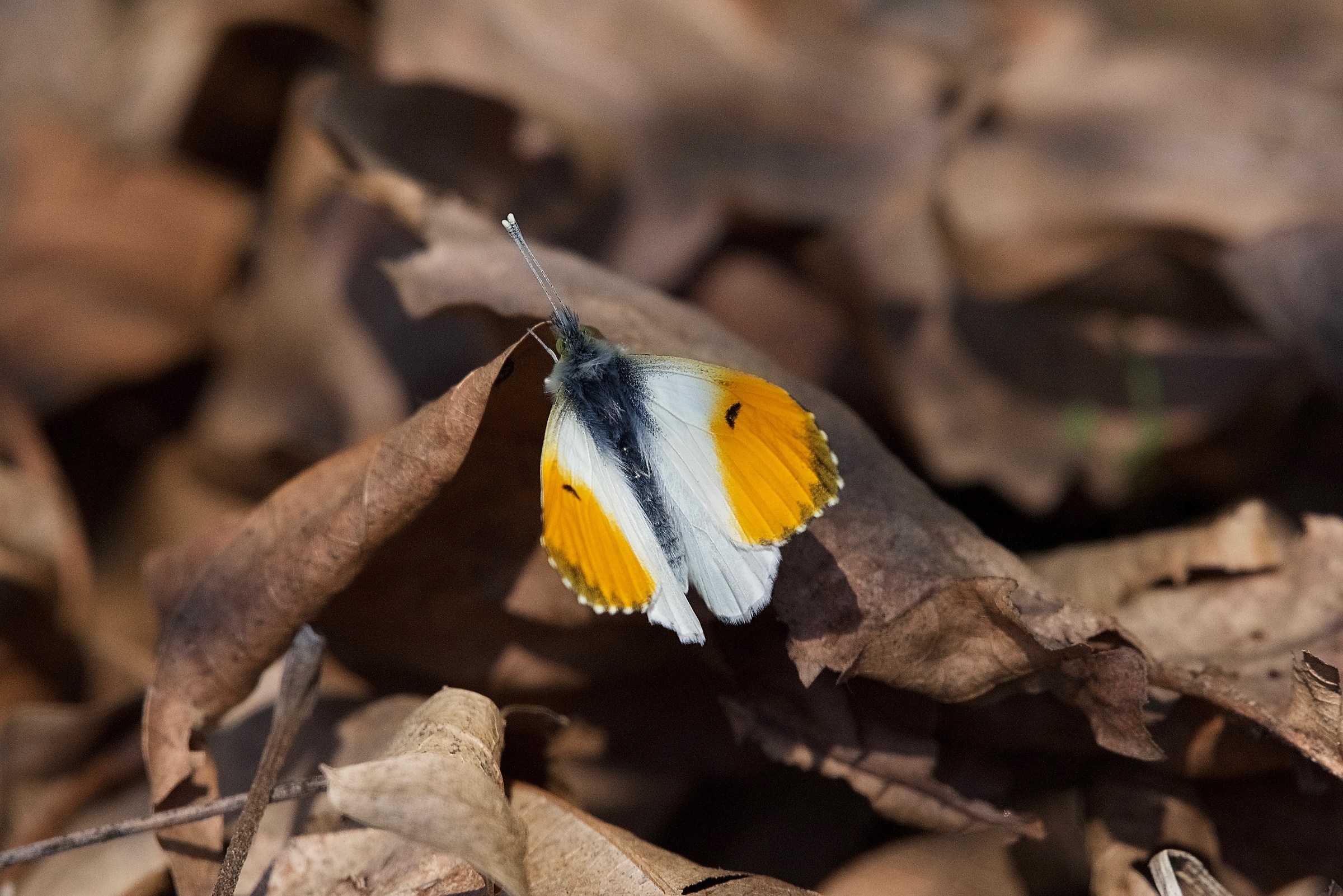 Anthocharis cardamines 2