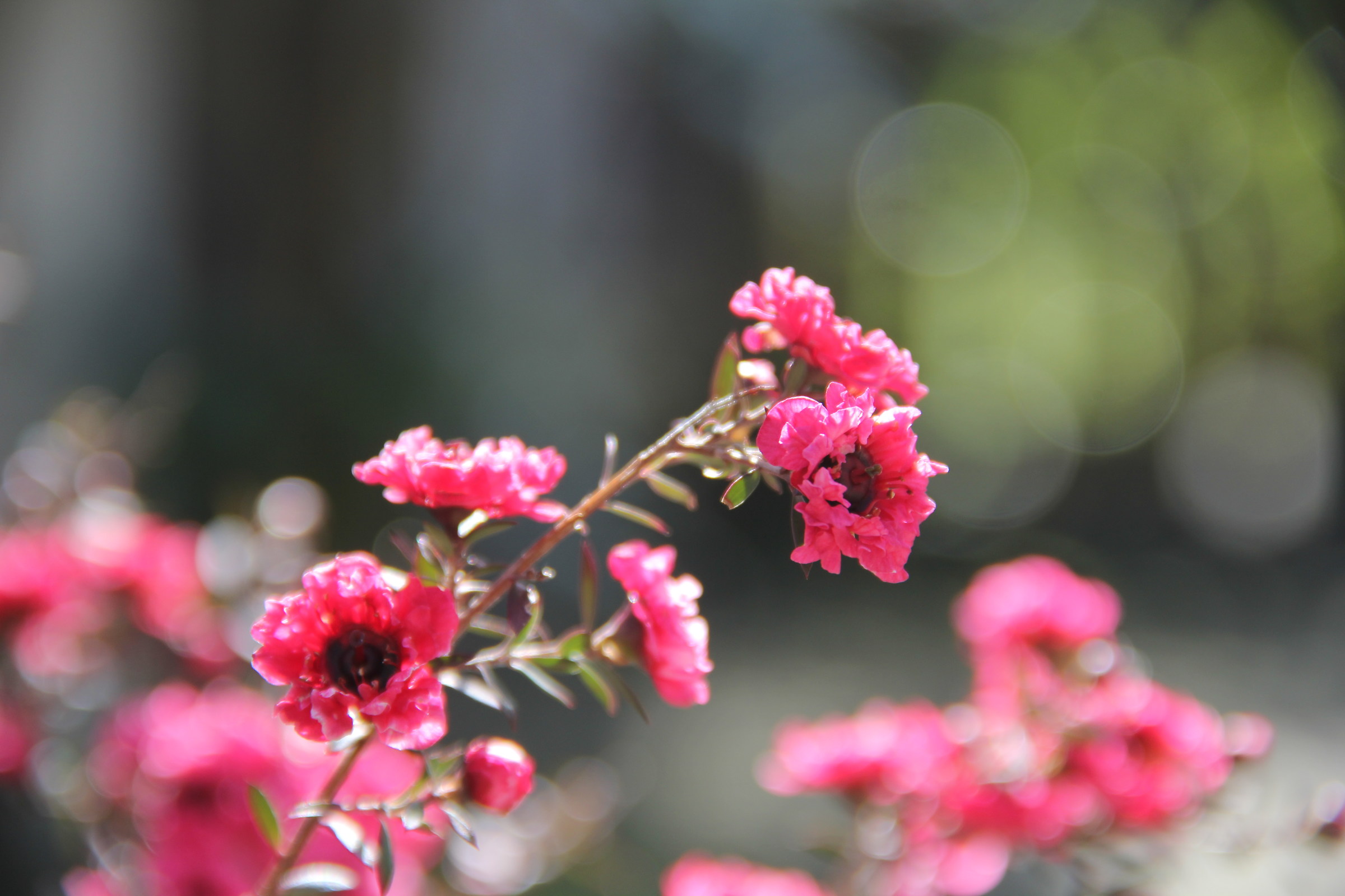 Pink Flowers
