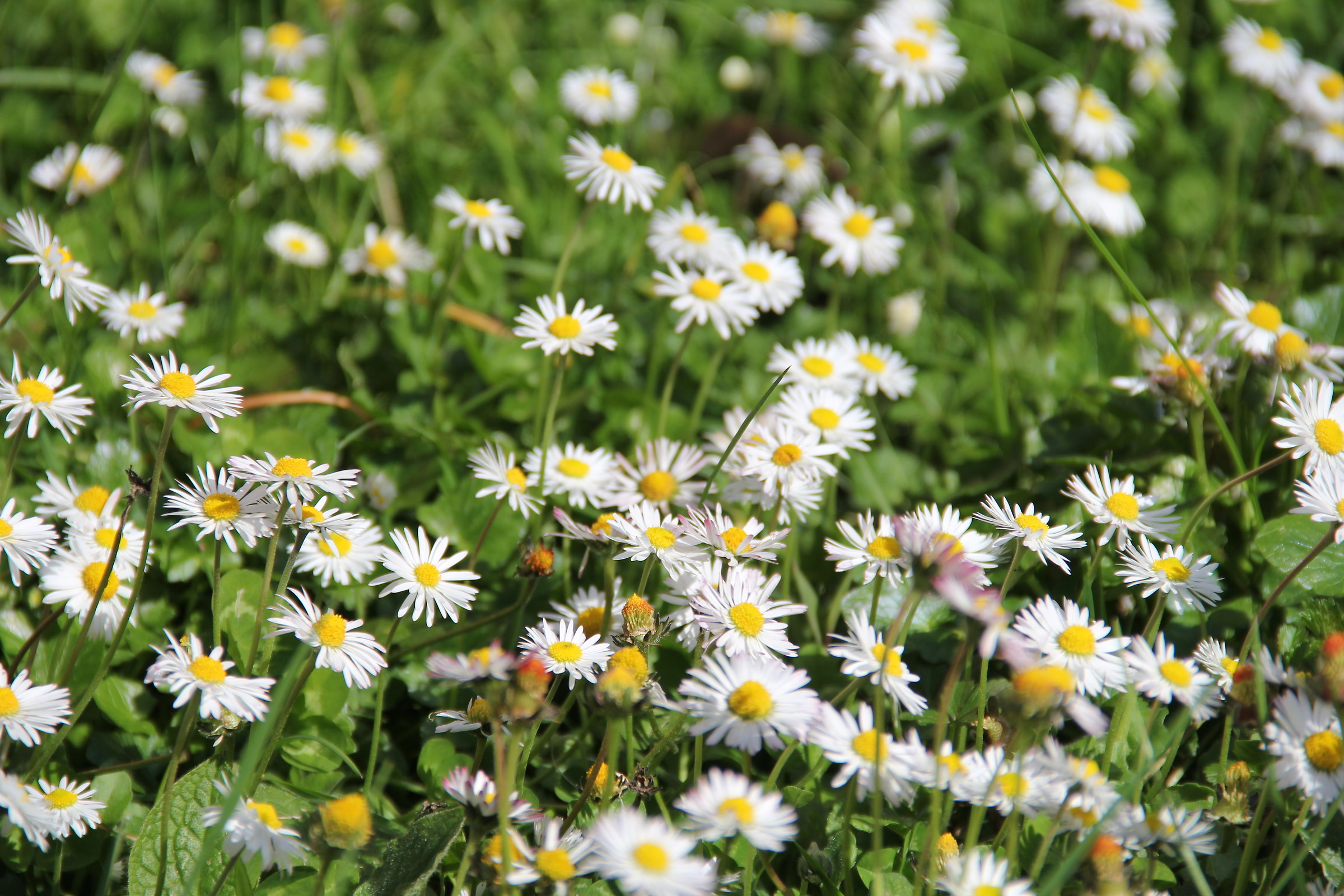 Bellis perennis "Margherita"