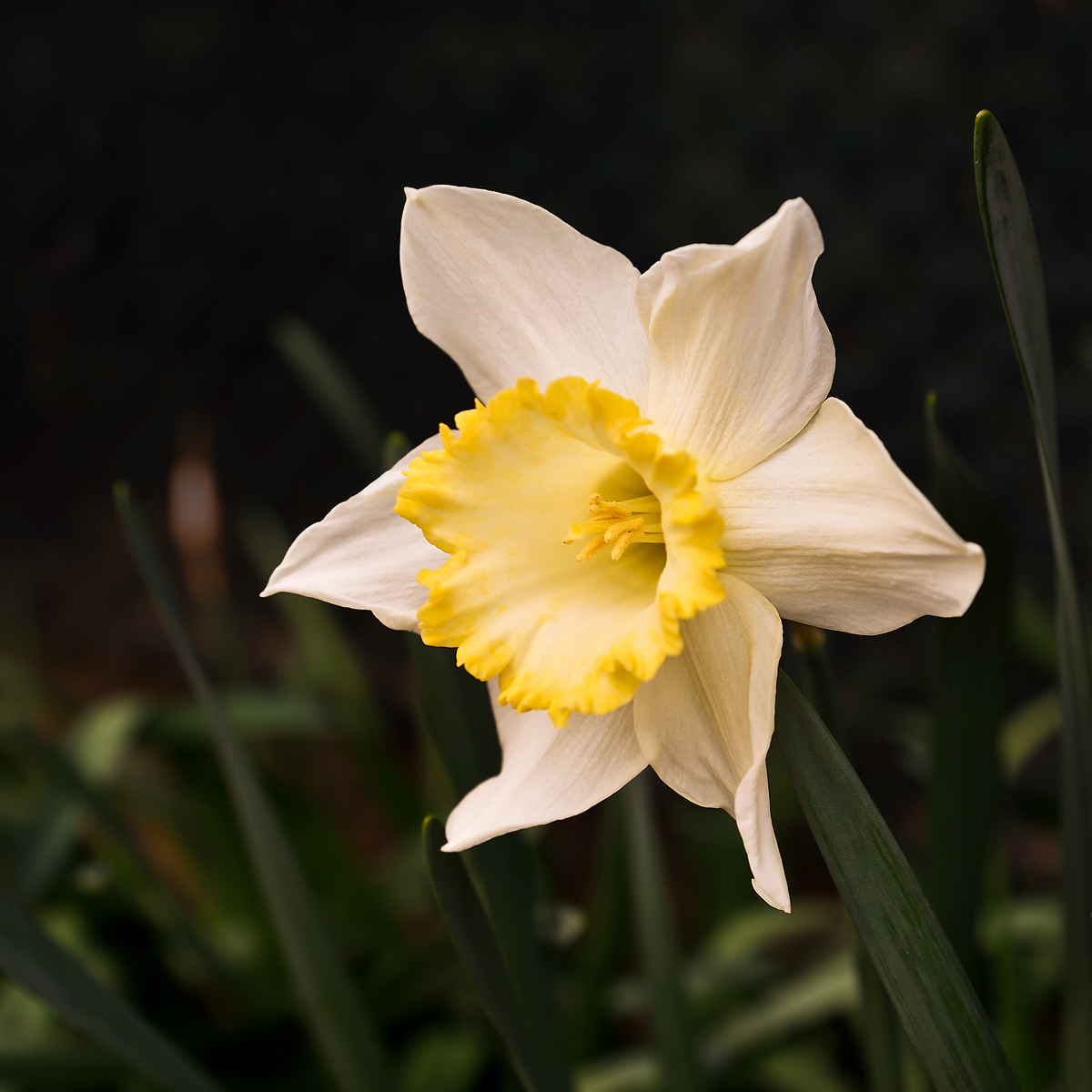 Narcissus