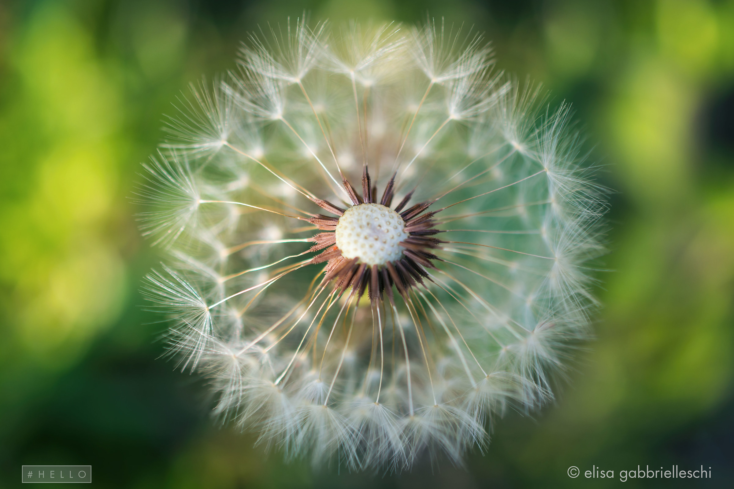 Fiore in giardino - Flower in garden