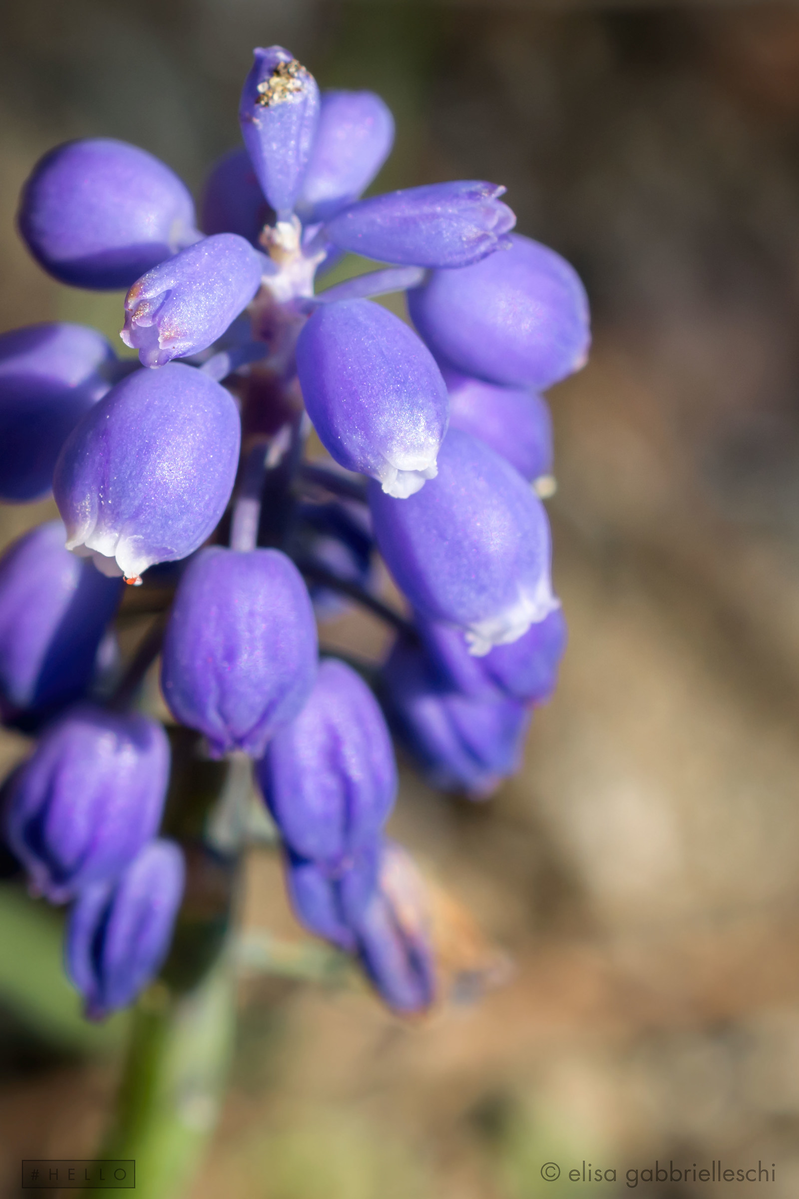 flower - af-s dx Micro Nikkor 40mm f / 2.8G