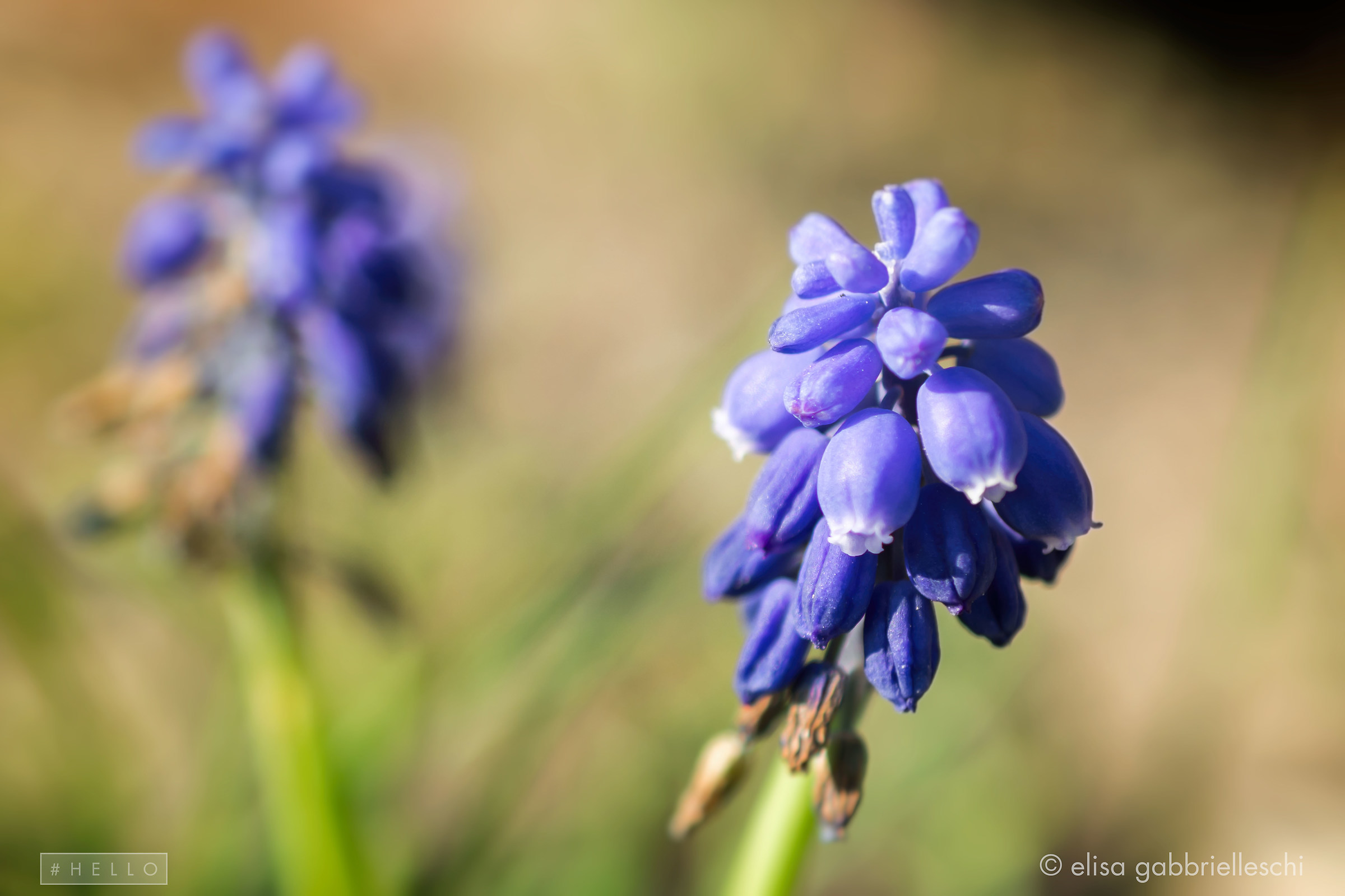 flowers - af-s dx Micro Nikkor 40mm f / 2.8G