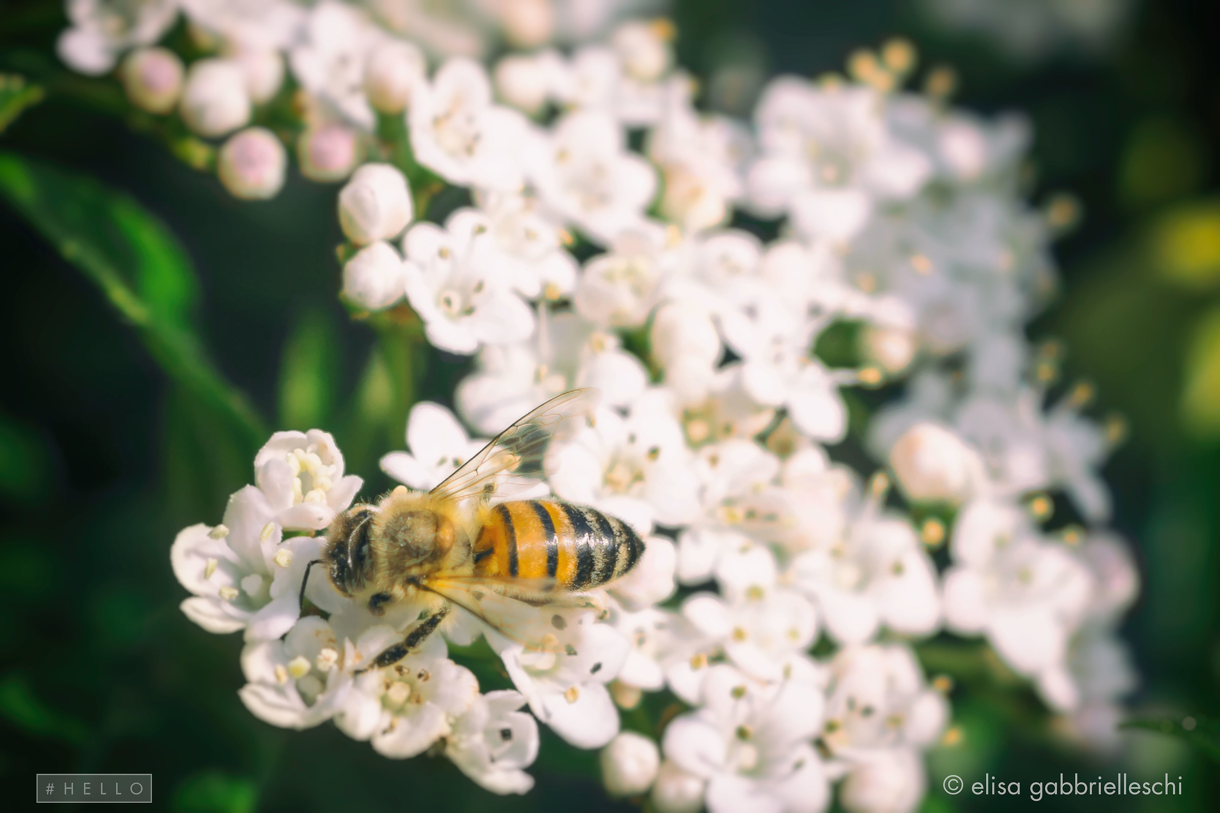 Flowers and Bees - Flowers and Bee