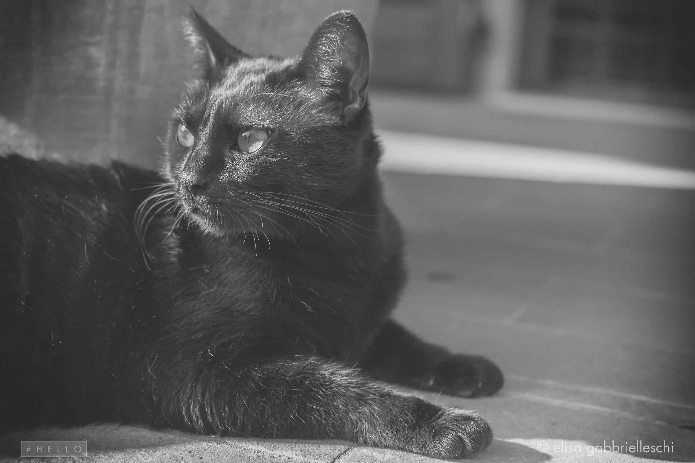 Gatta Lilith - Lilith cat