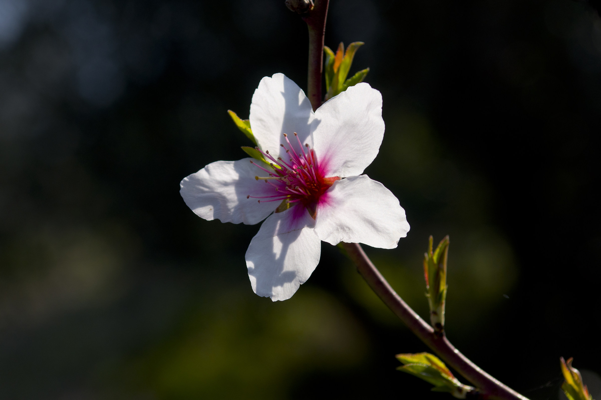 Almond flower