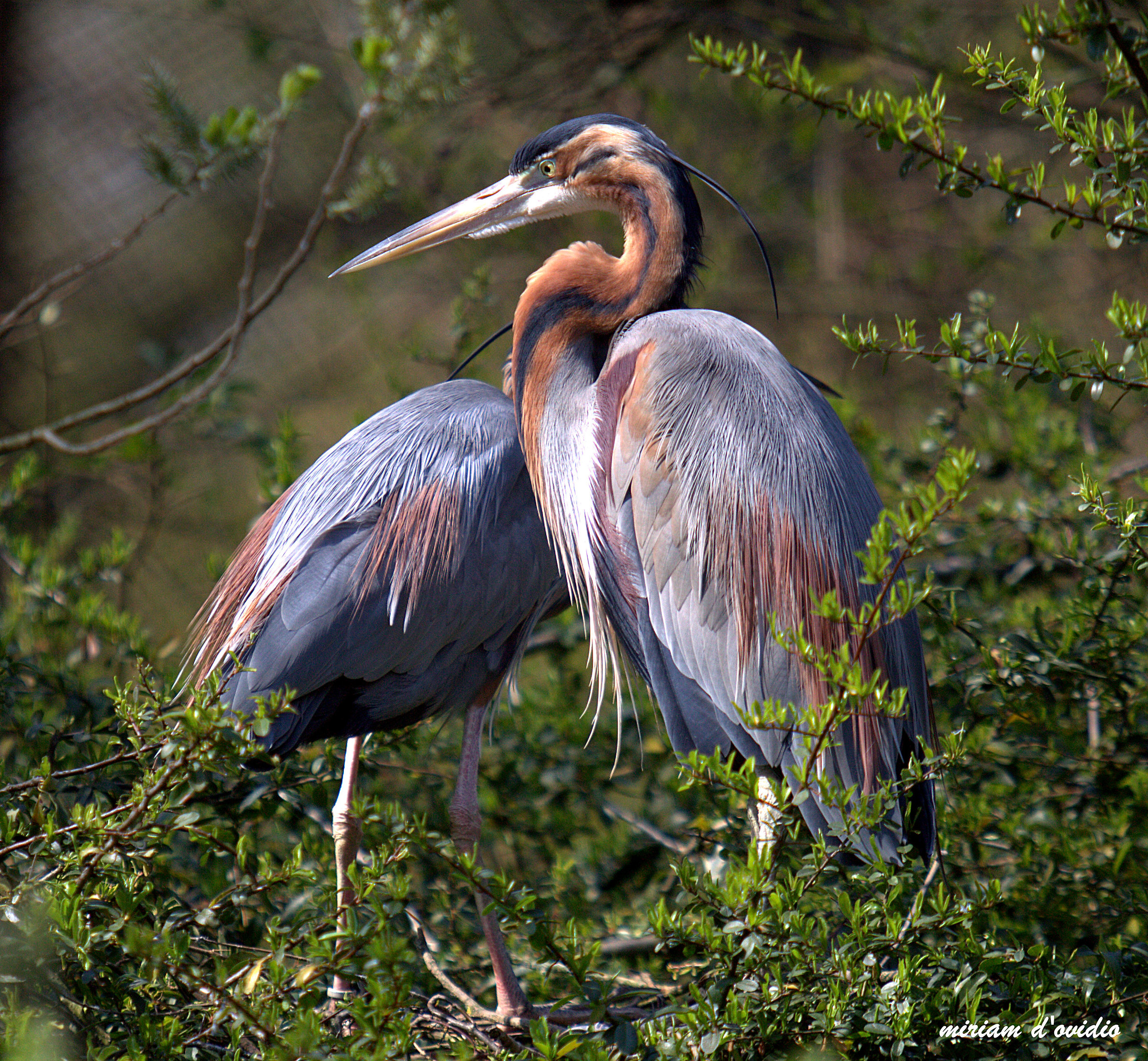 Airone rosso,  Ardea Purpurea
