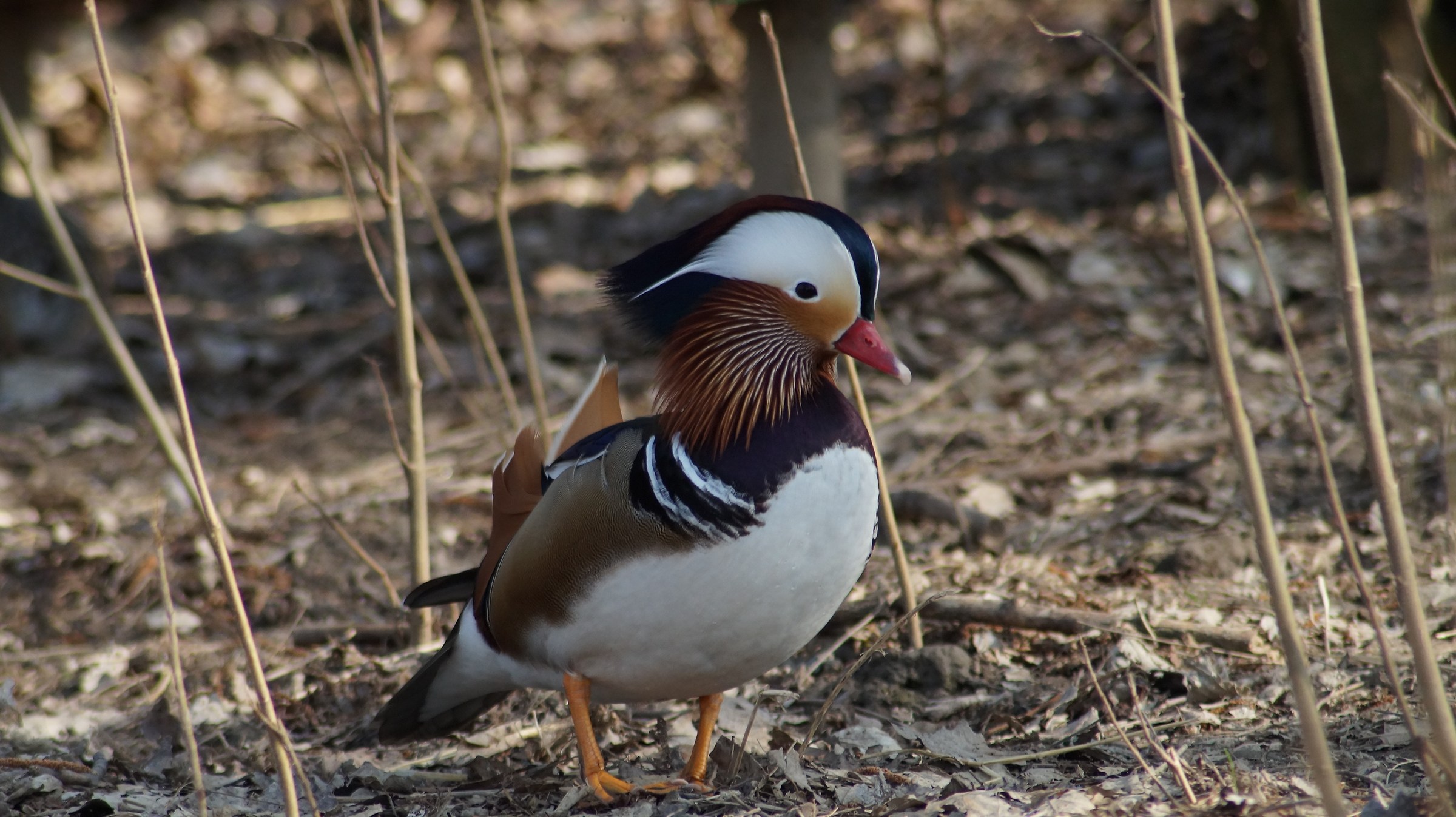 Storks Racconigi center
