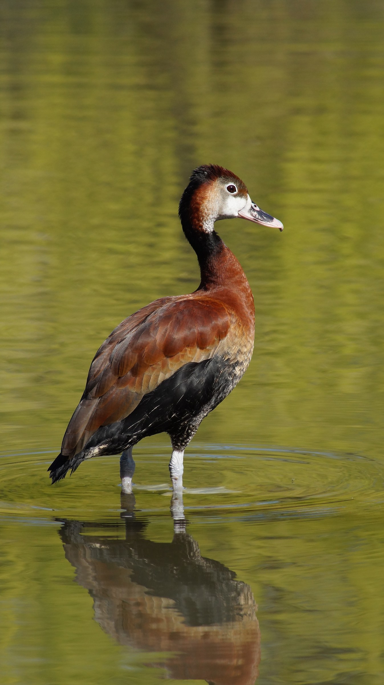 Storks Racconigi center