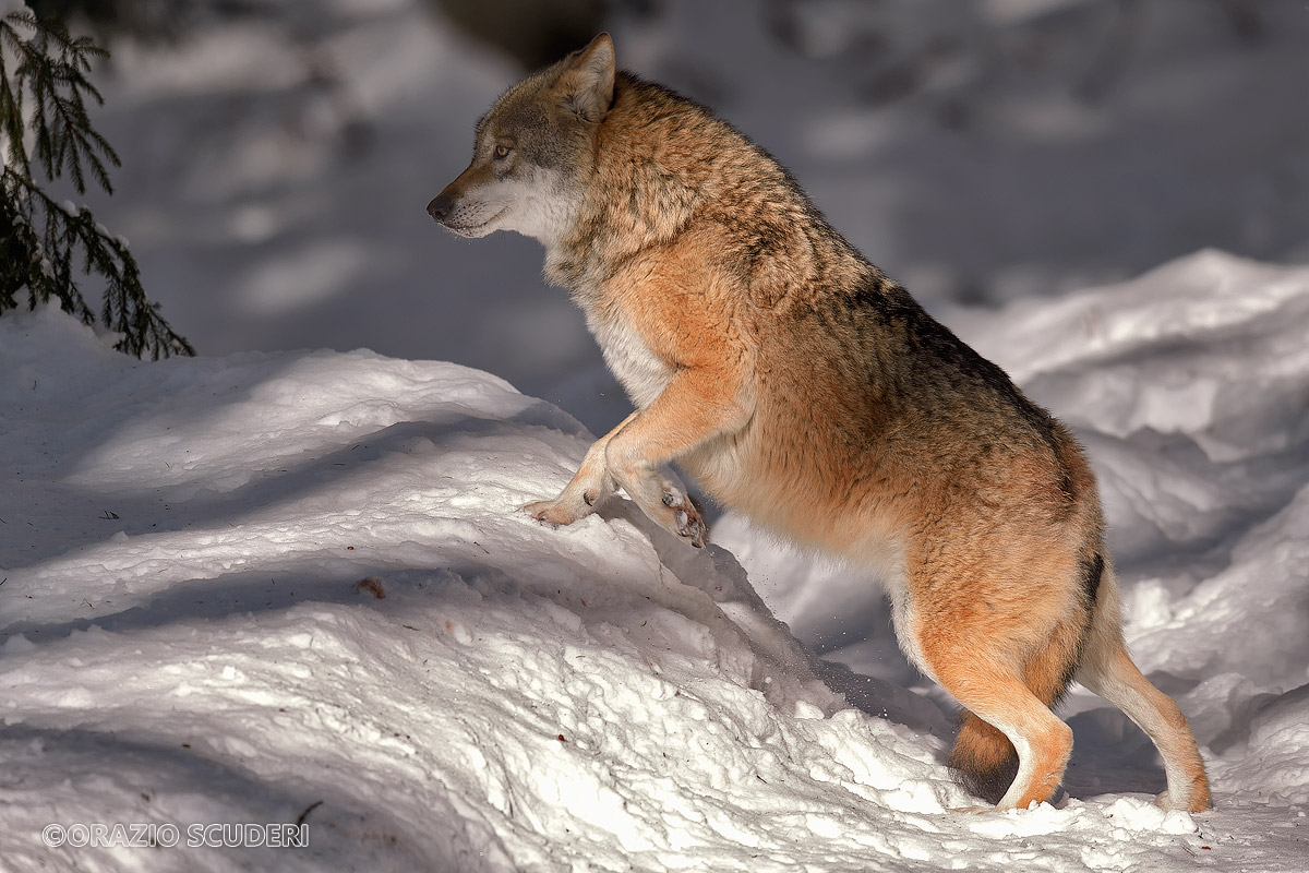 Wolf - Controlled Environment - Bayerischer Wald 2016