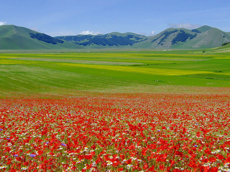Fioritura al Pian Grande.....