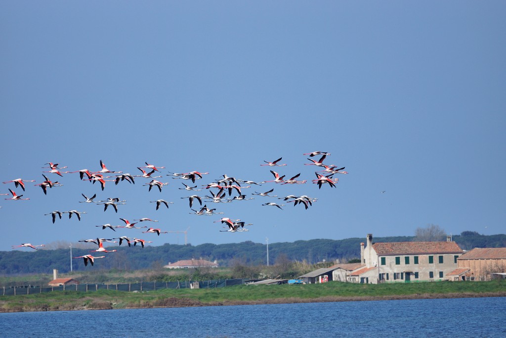flamingos in flight