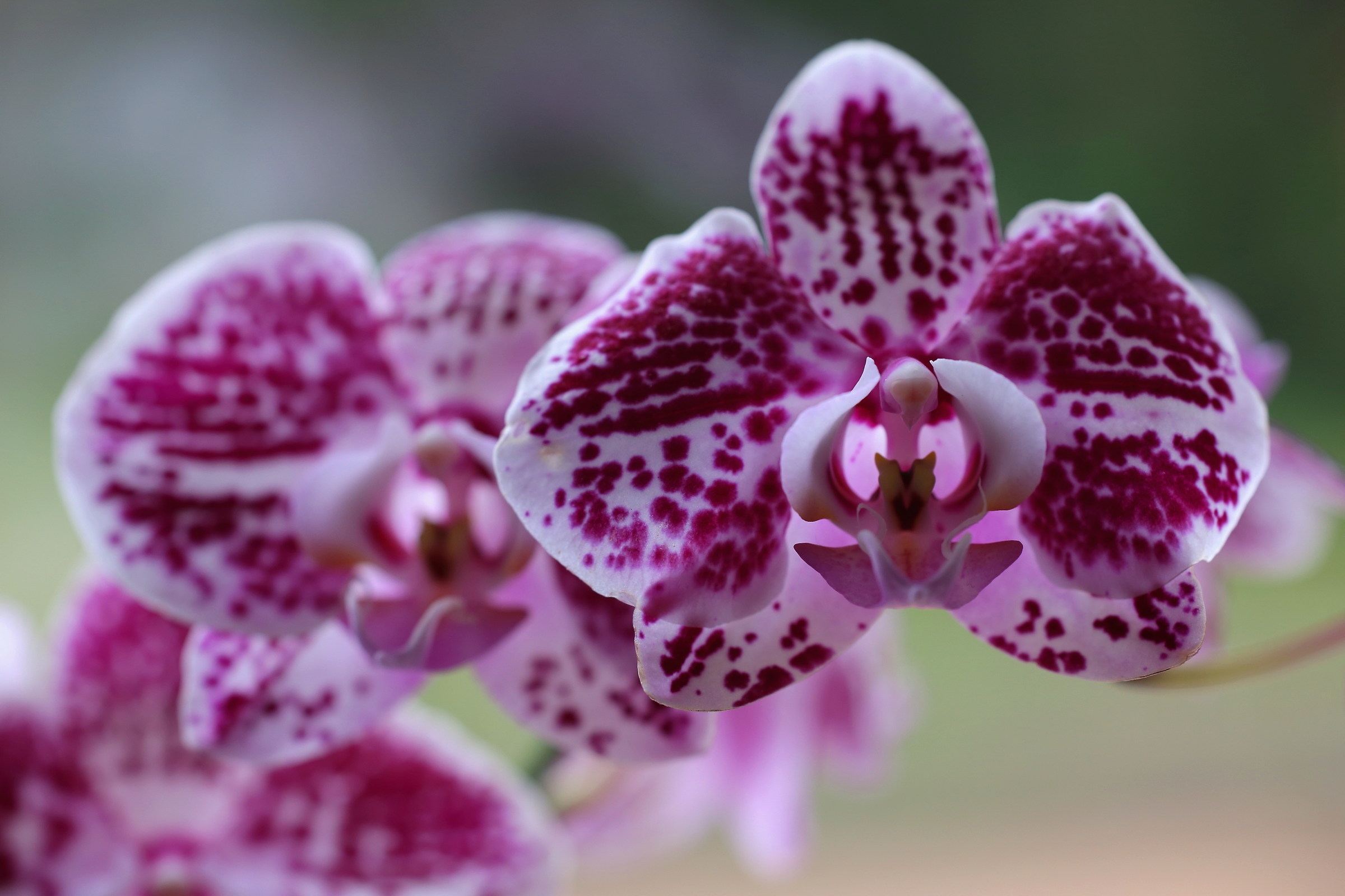 orchidee