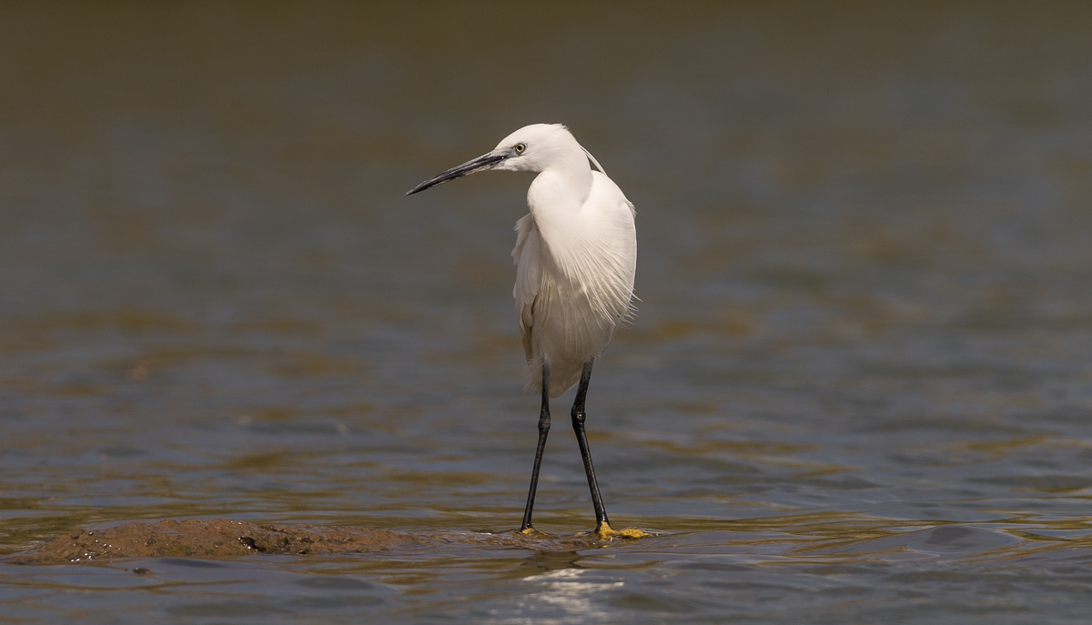 Garzetta Selva di Paliano