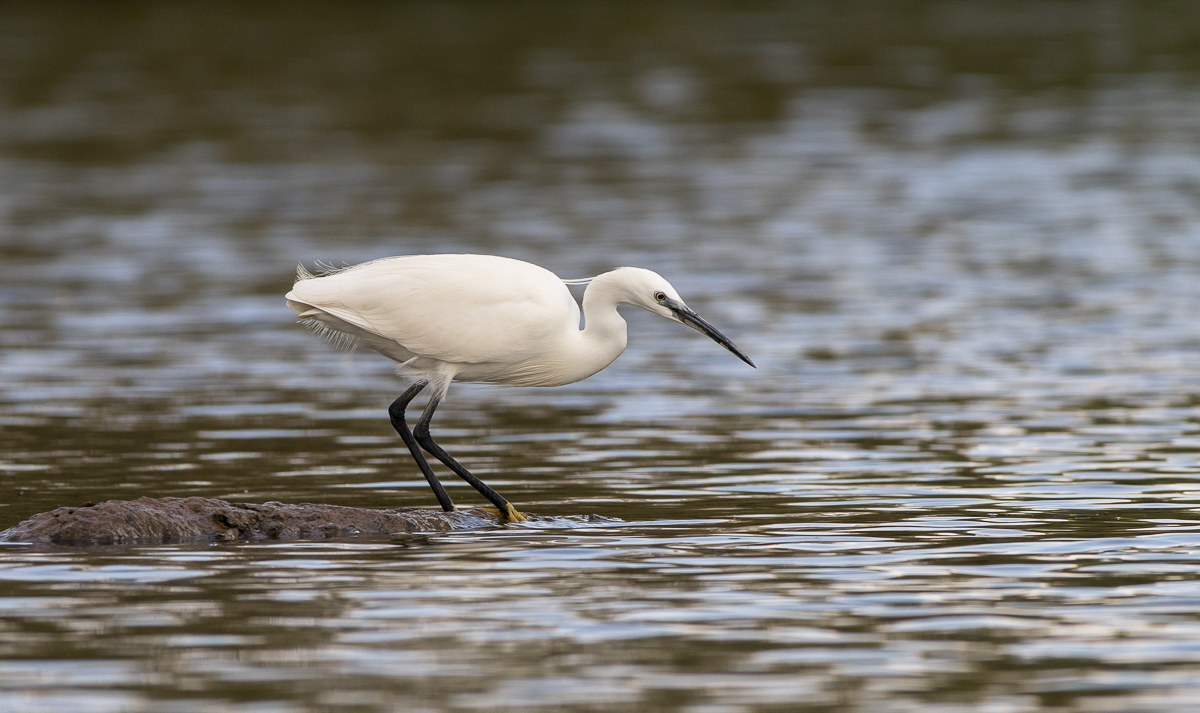 Garzetta Selva di Paliano