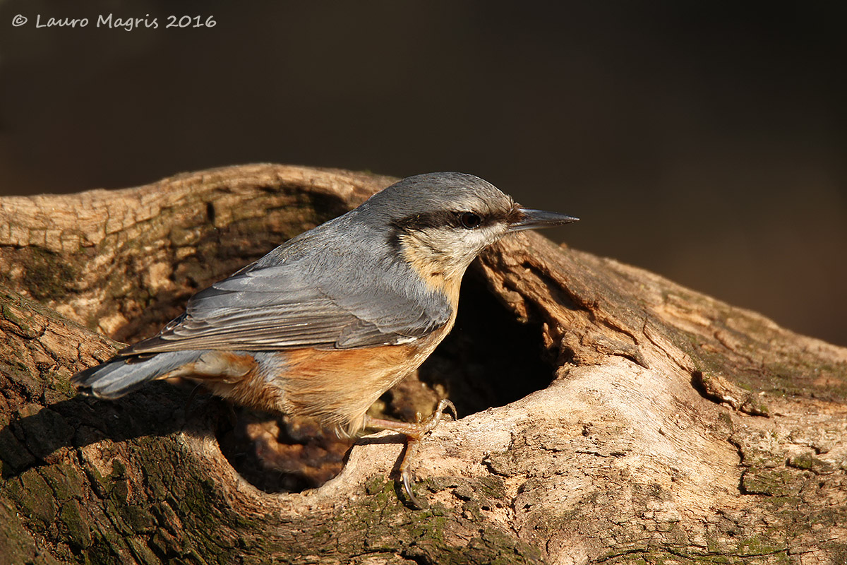 nuthatch