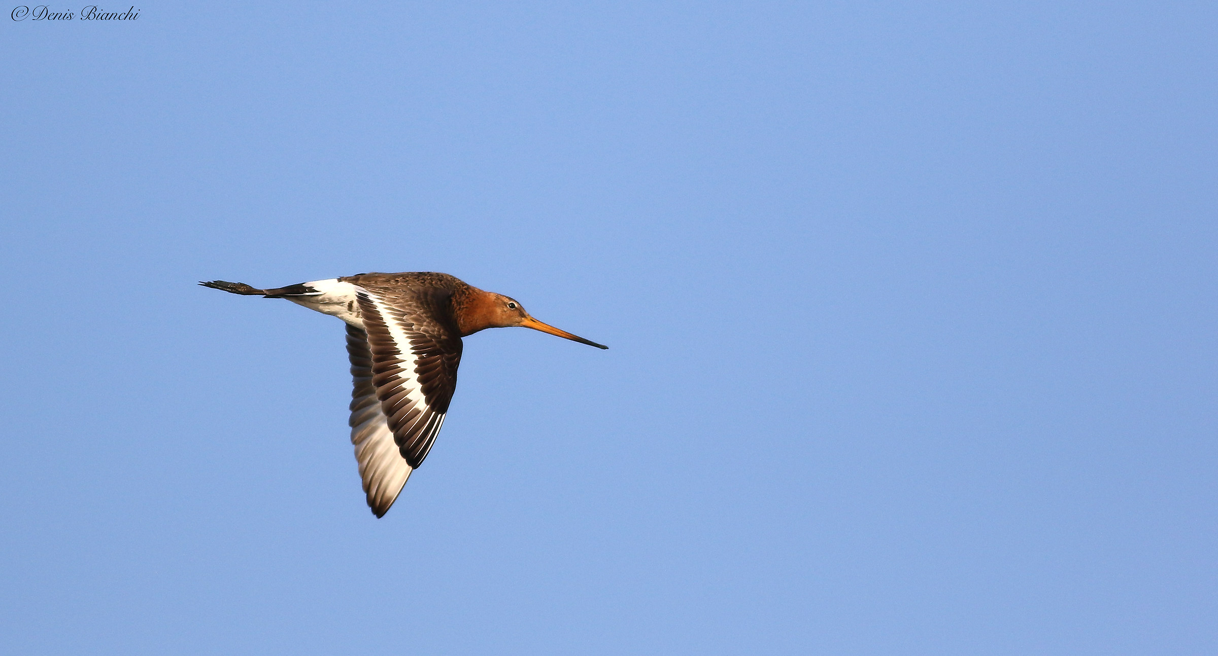 Godwit
