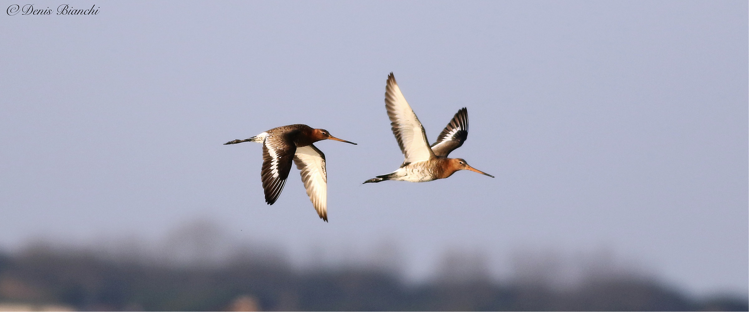 Coppiola real Pittime