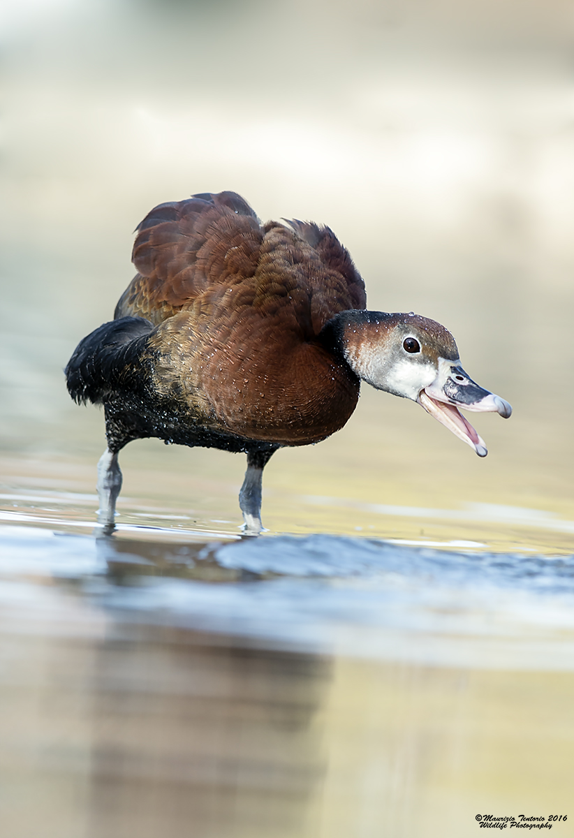 Anatra dentrocigna faccia bianca