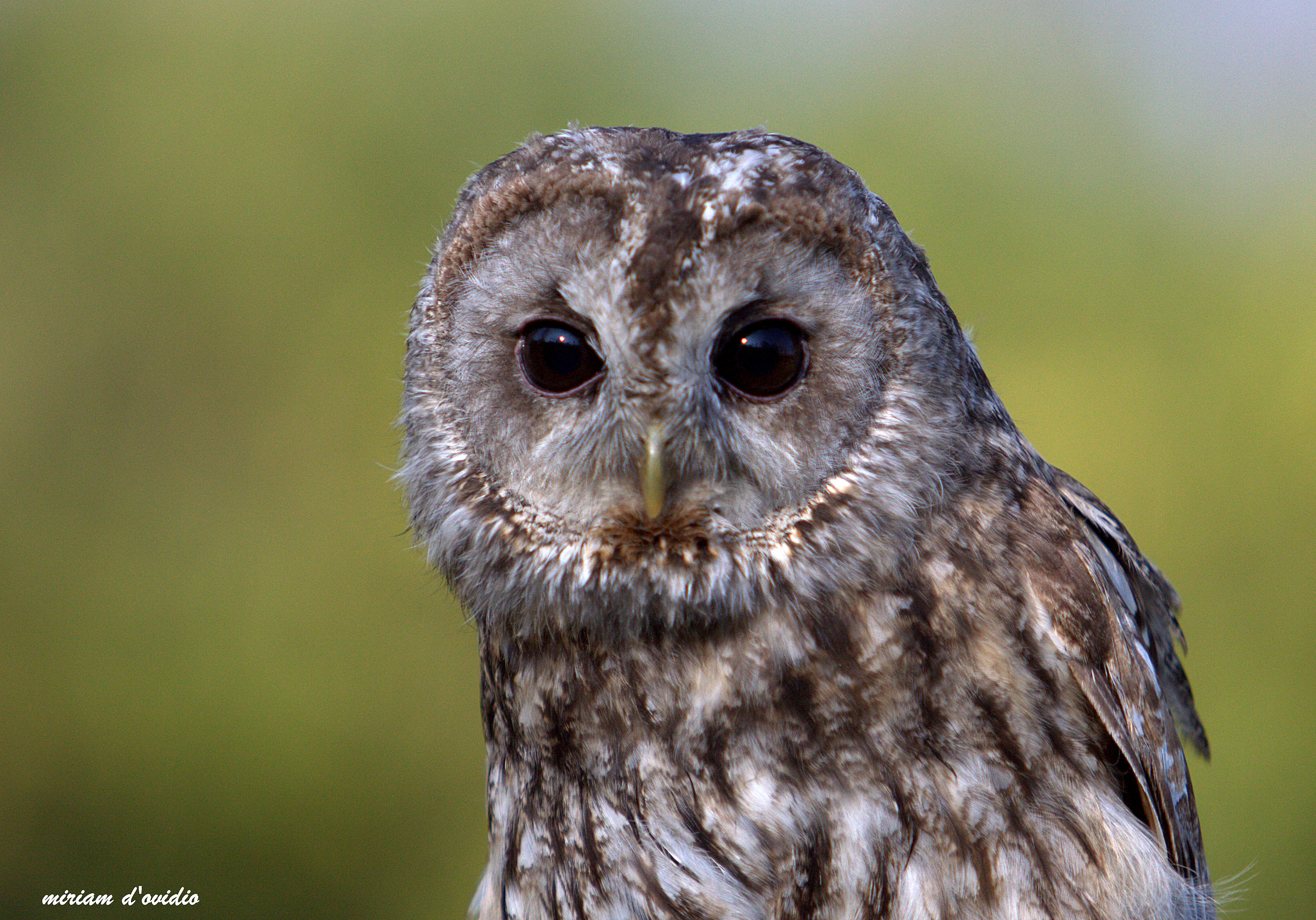 allocco, Strix aluco