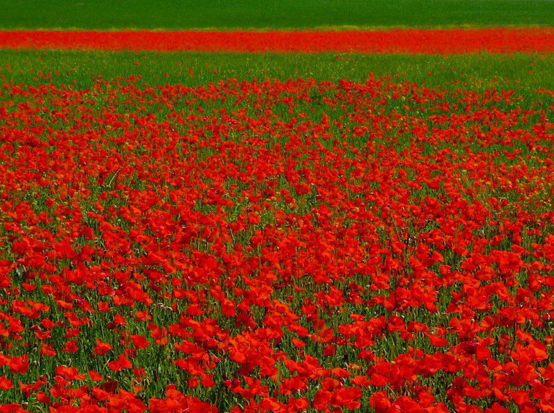 Campi di papaveri.......