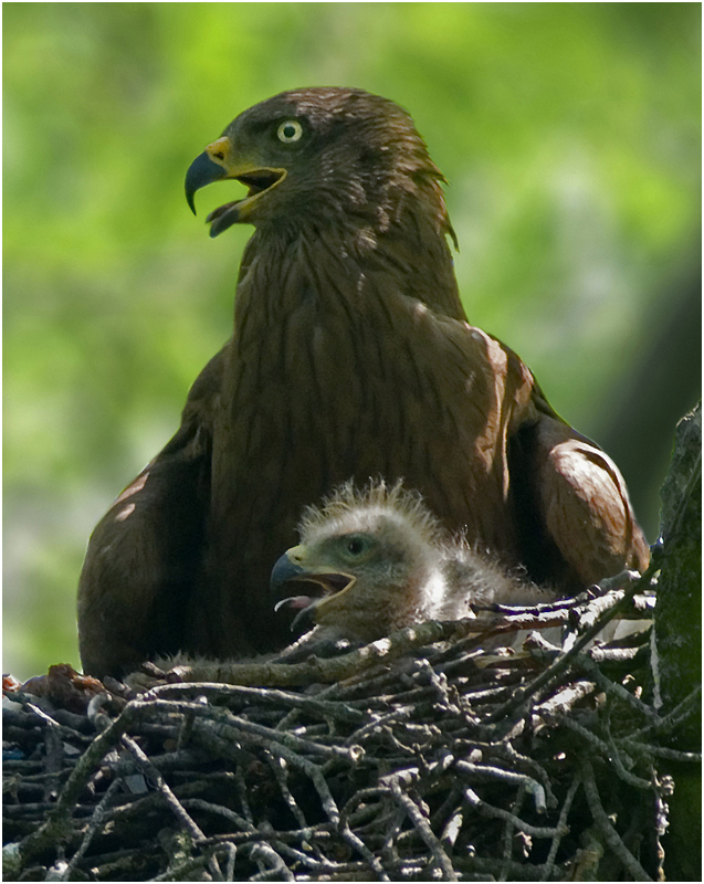 Nibbio bruno: Ritratto familiare