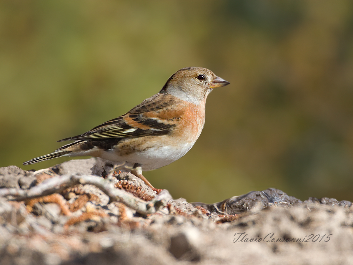 Brambling