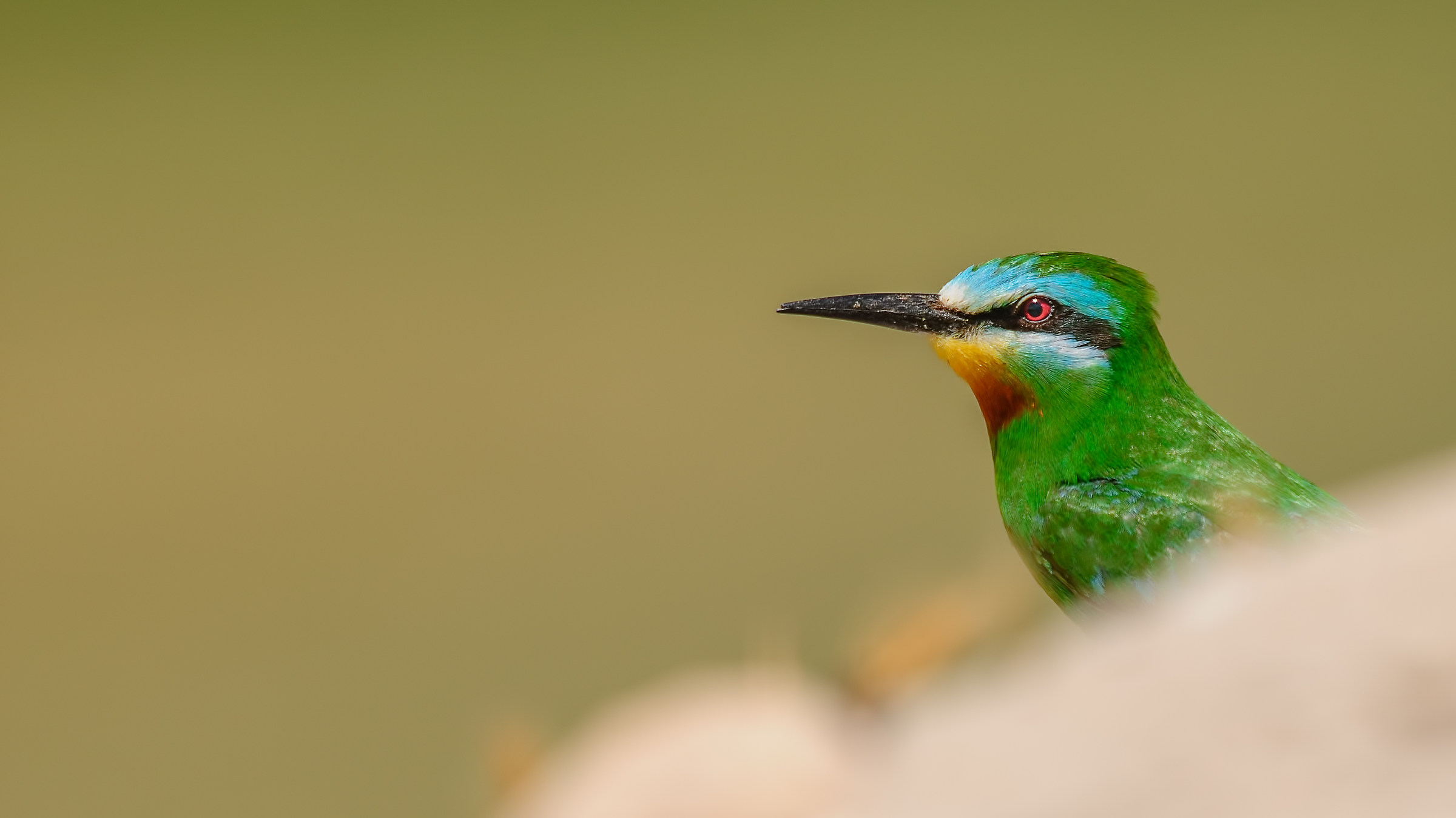 Blue-cheeked Bee-eater » Merops persicus
