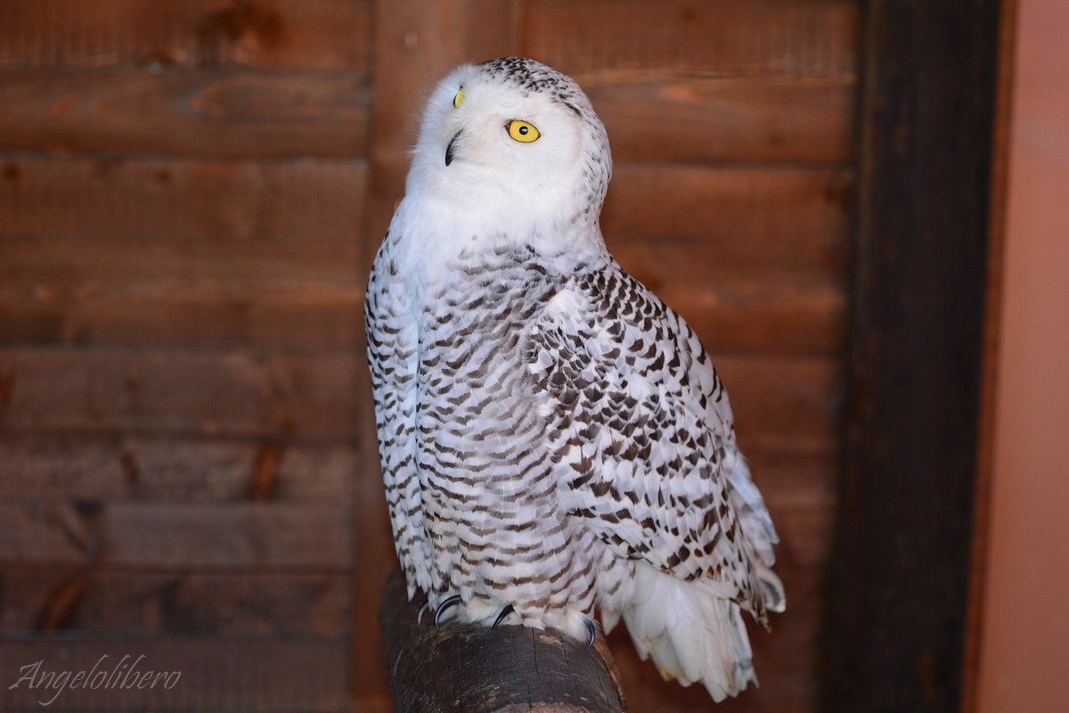 Snowy owl