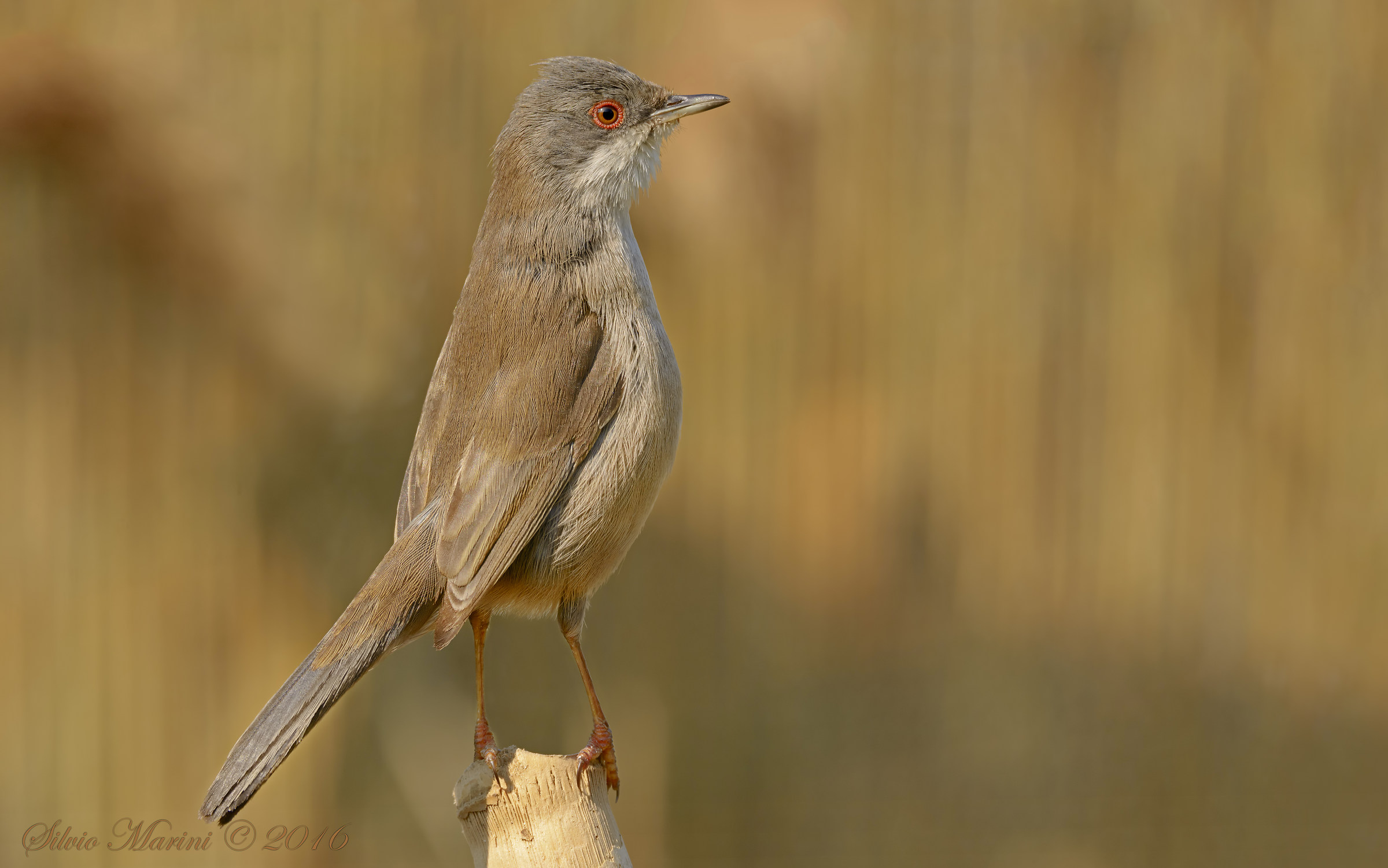 Occhiocotto (Sylvia melanocephala) la piccola vedetta.