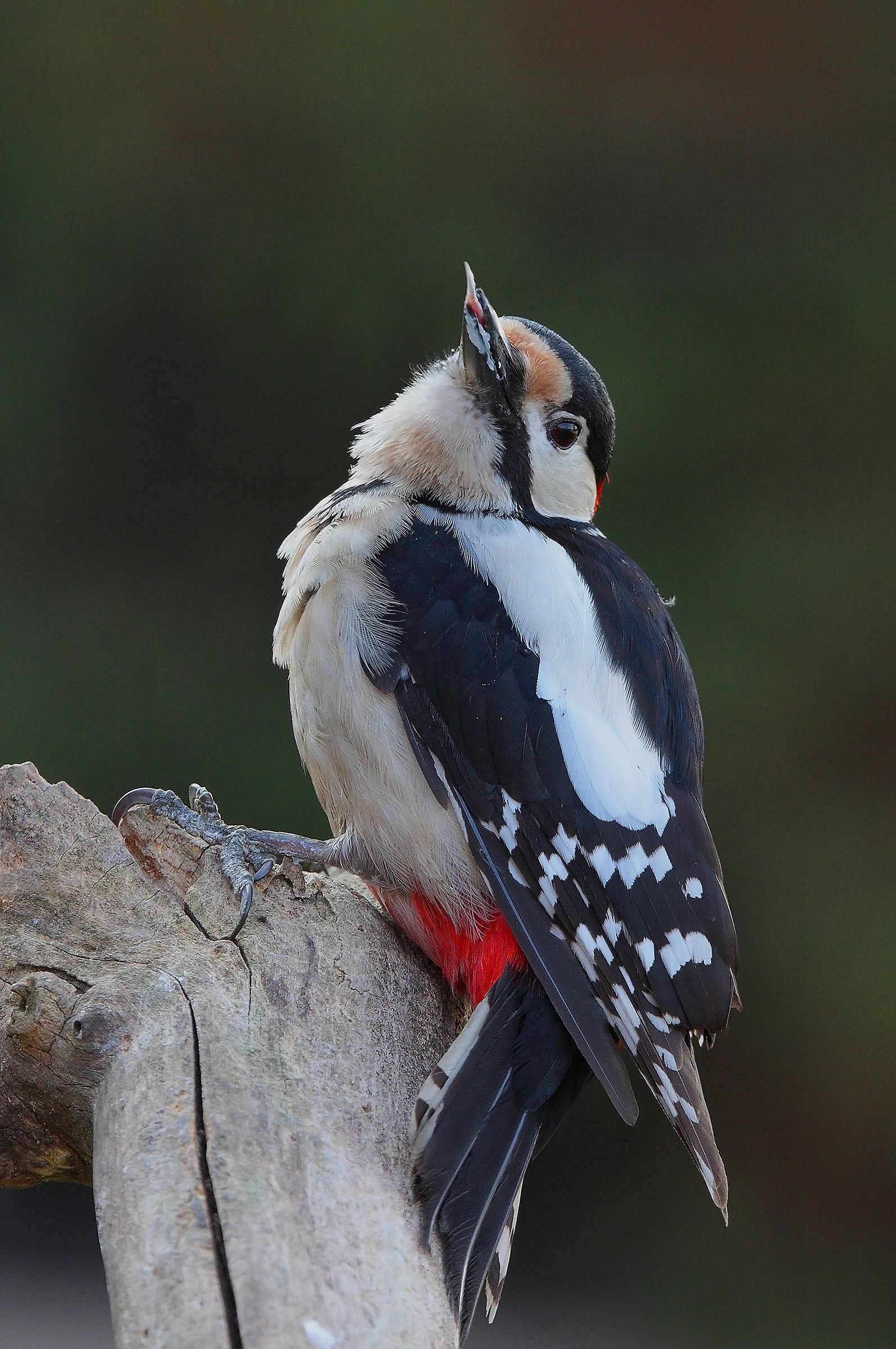 I do .... show me the ingu