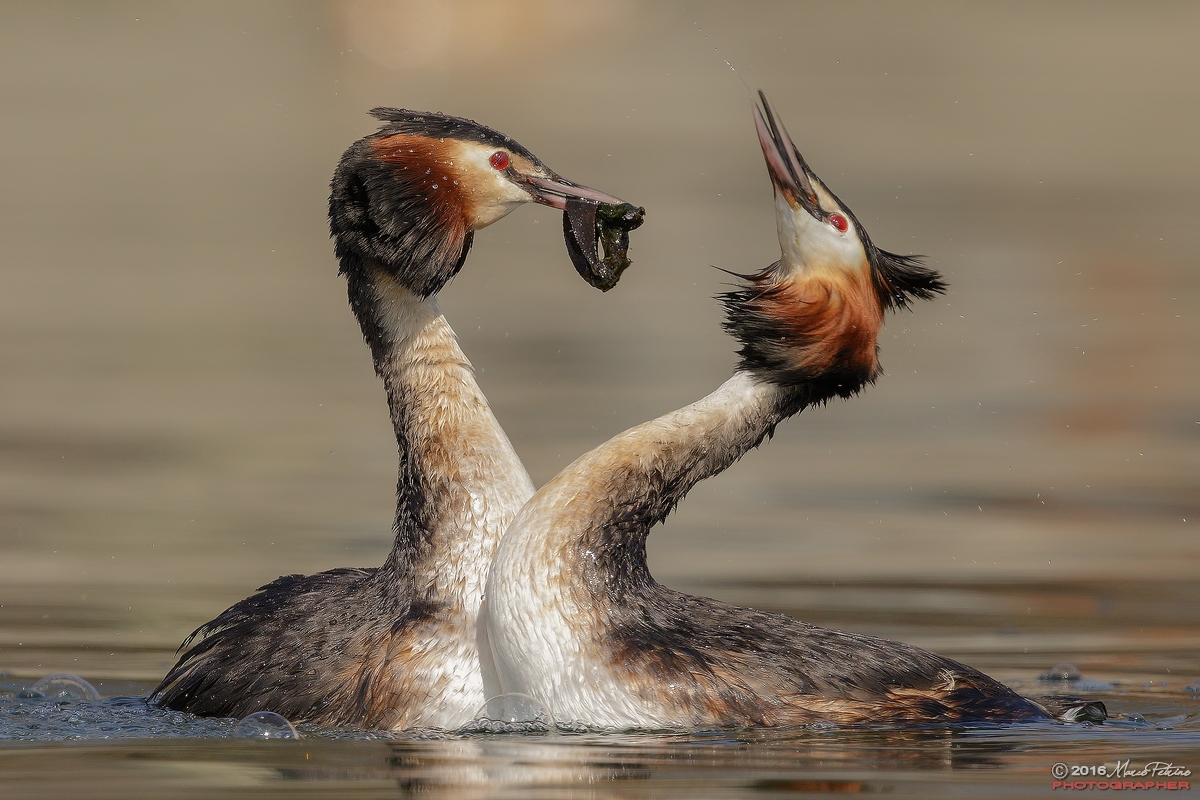 Great Crested Grebe (Podiceps cristatus)