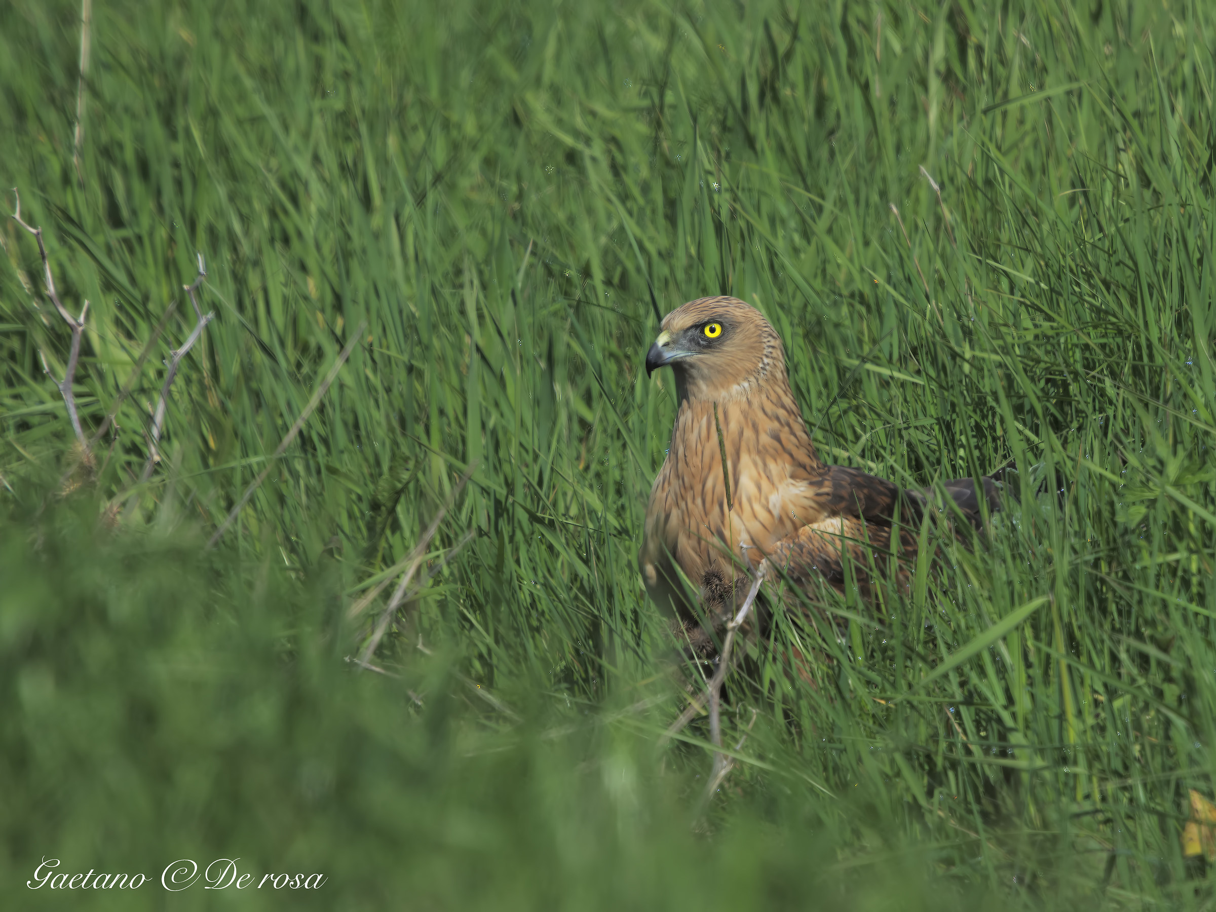 Falco di palude maschio