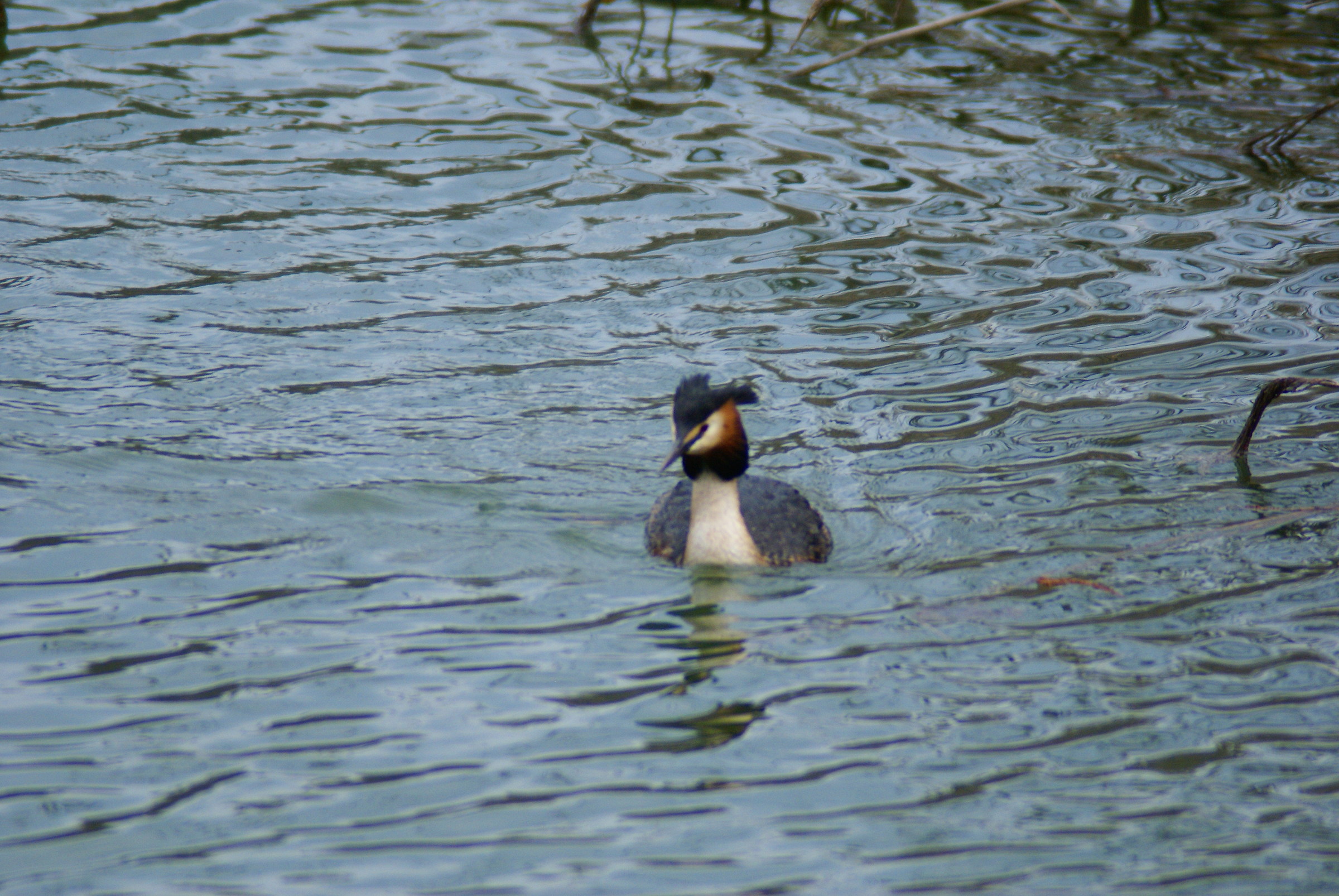 grebe ch eva walking