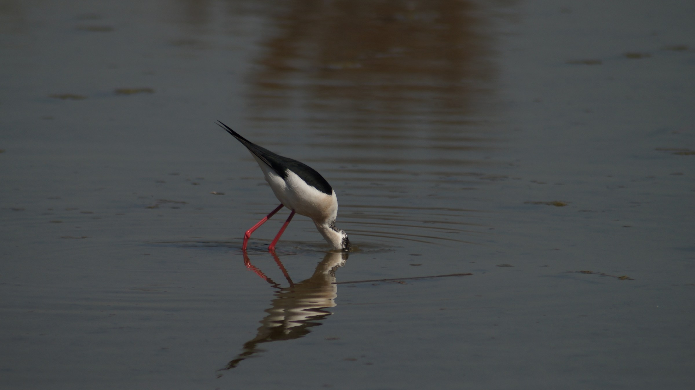 Storks Racconigi center