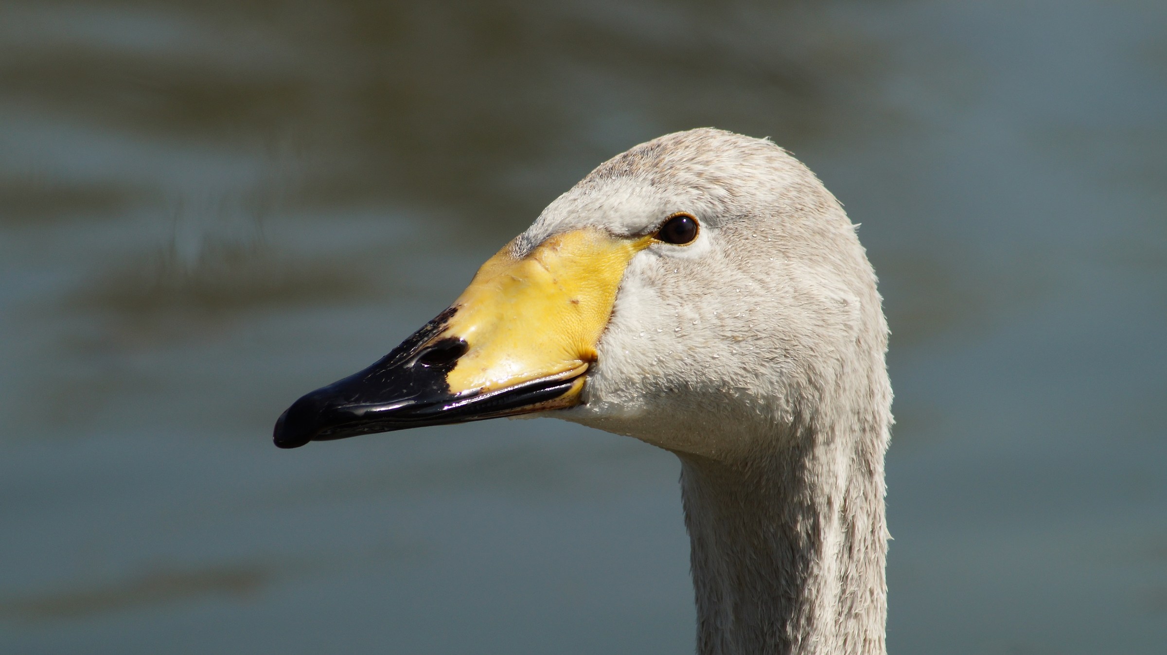 Storks Racconigi center
