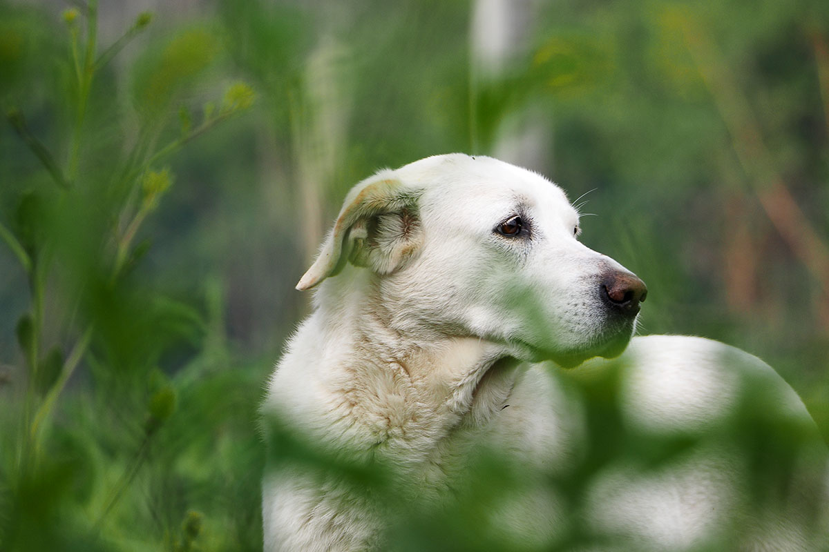 In agguato tra le fronde