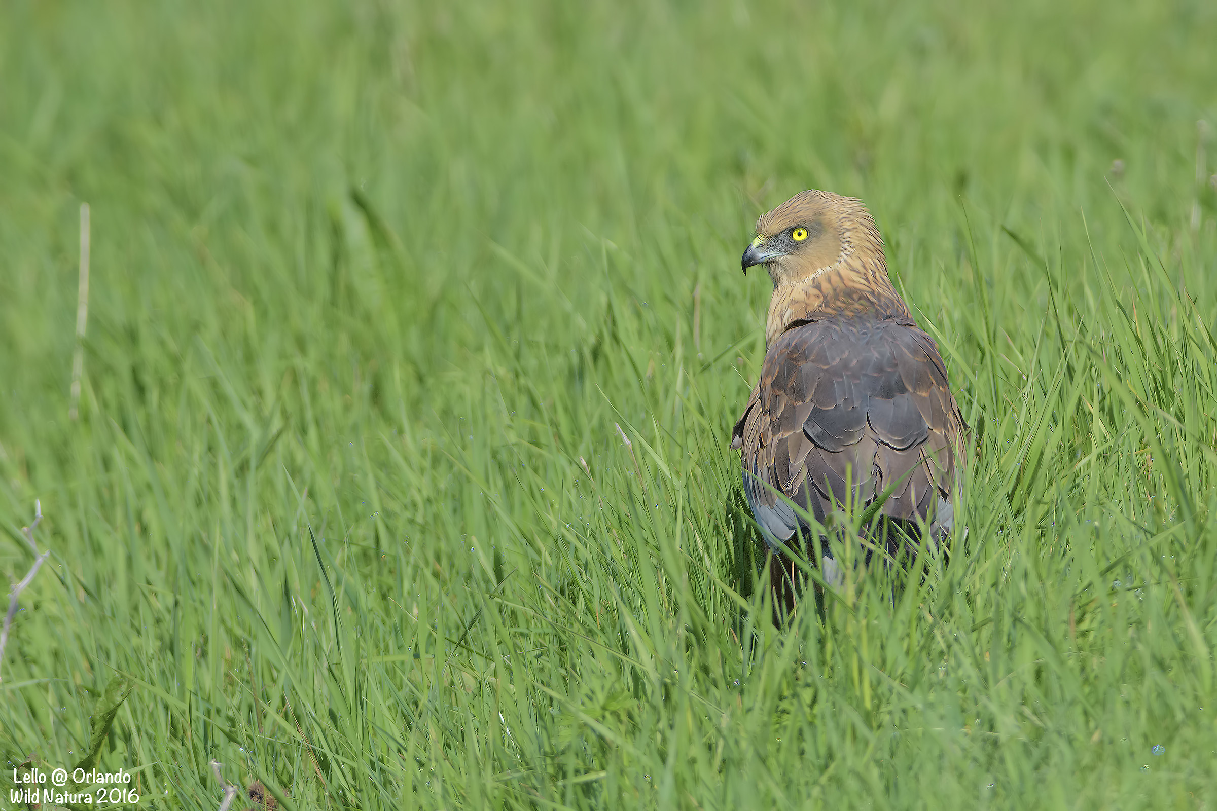 Falco di Palude Maschio!