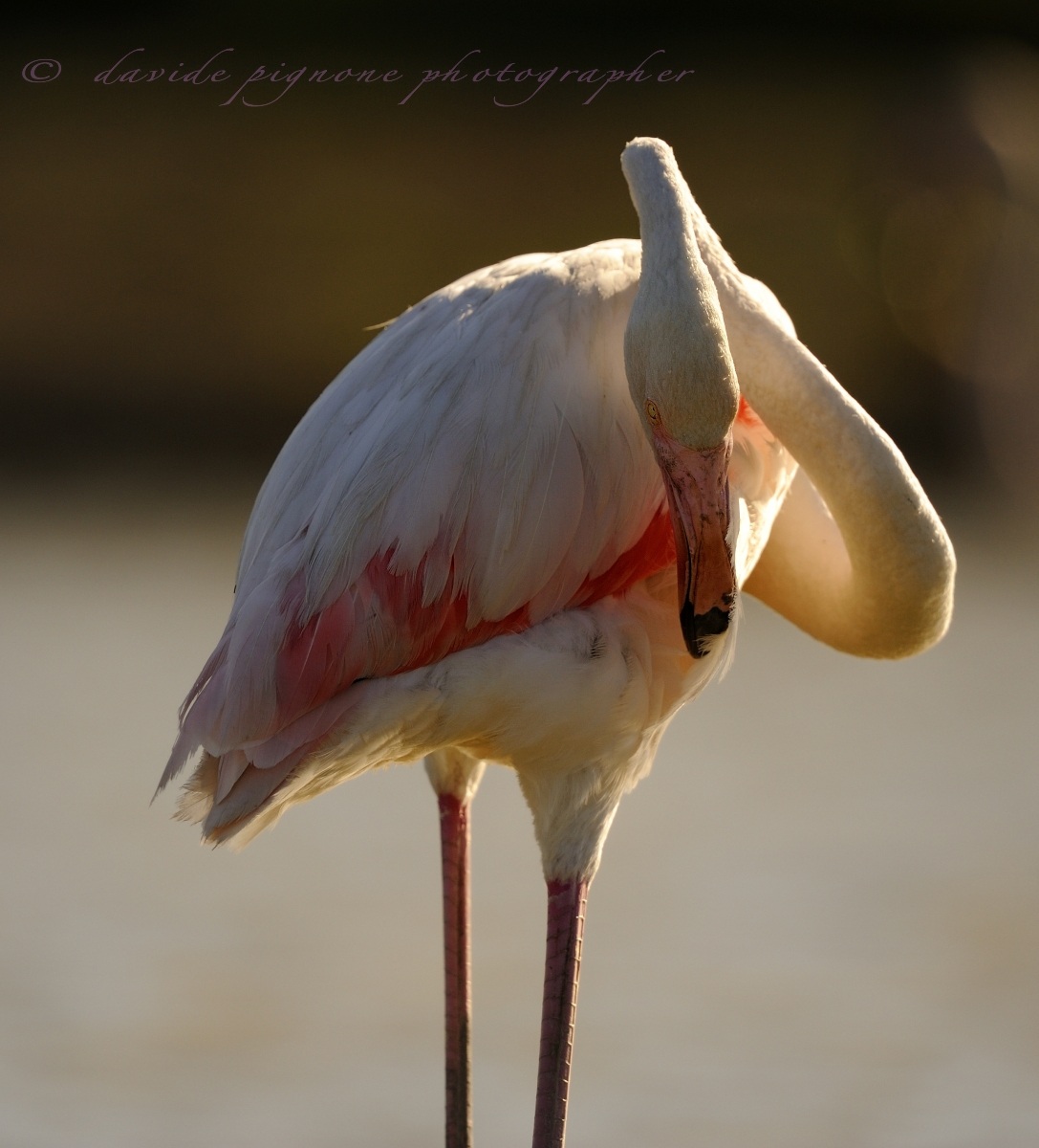 fenicottero (phoenicopterus roseus)