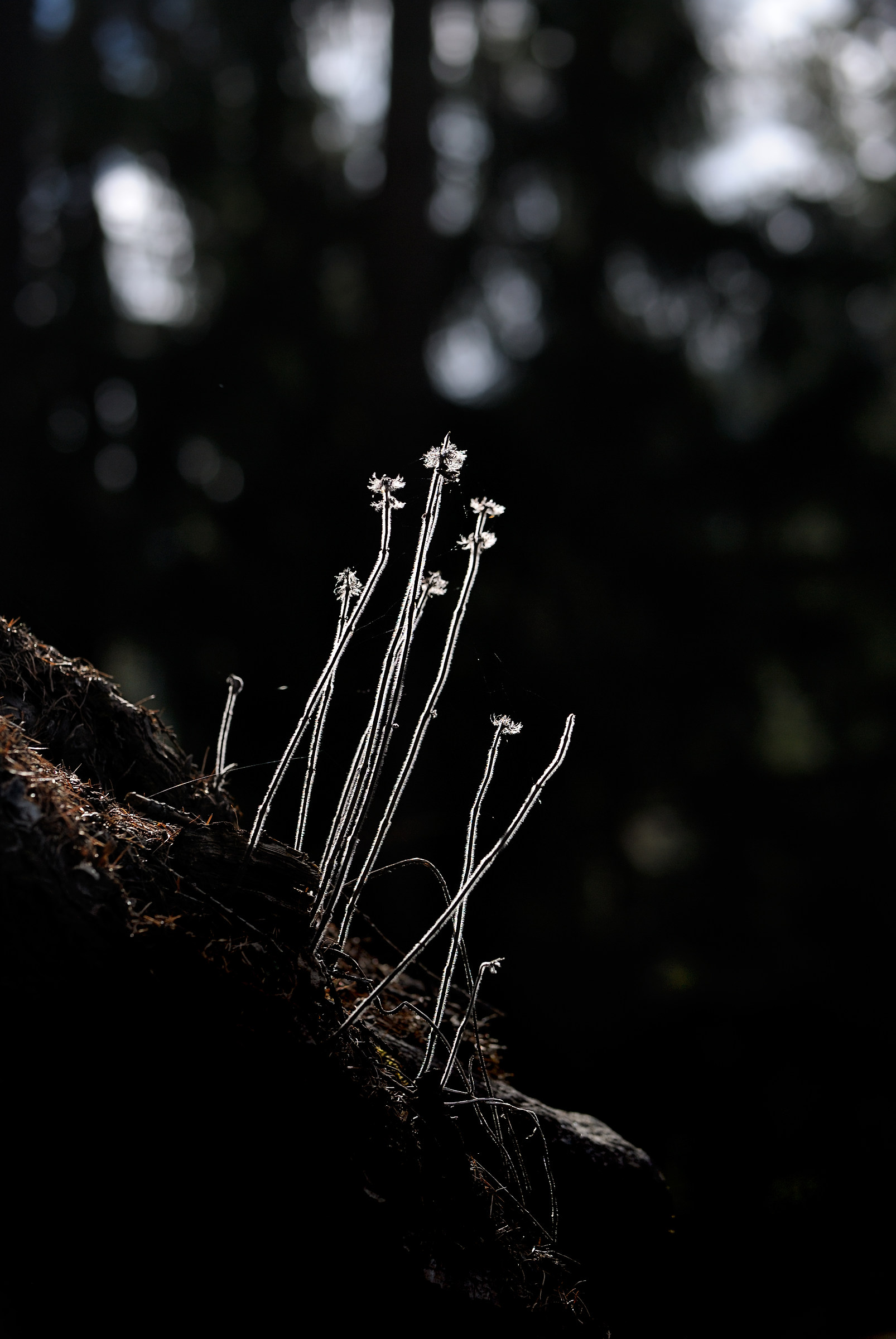 Luci di fine inverno